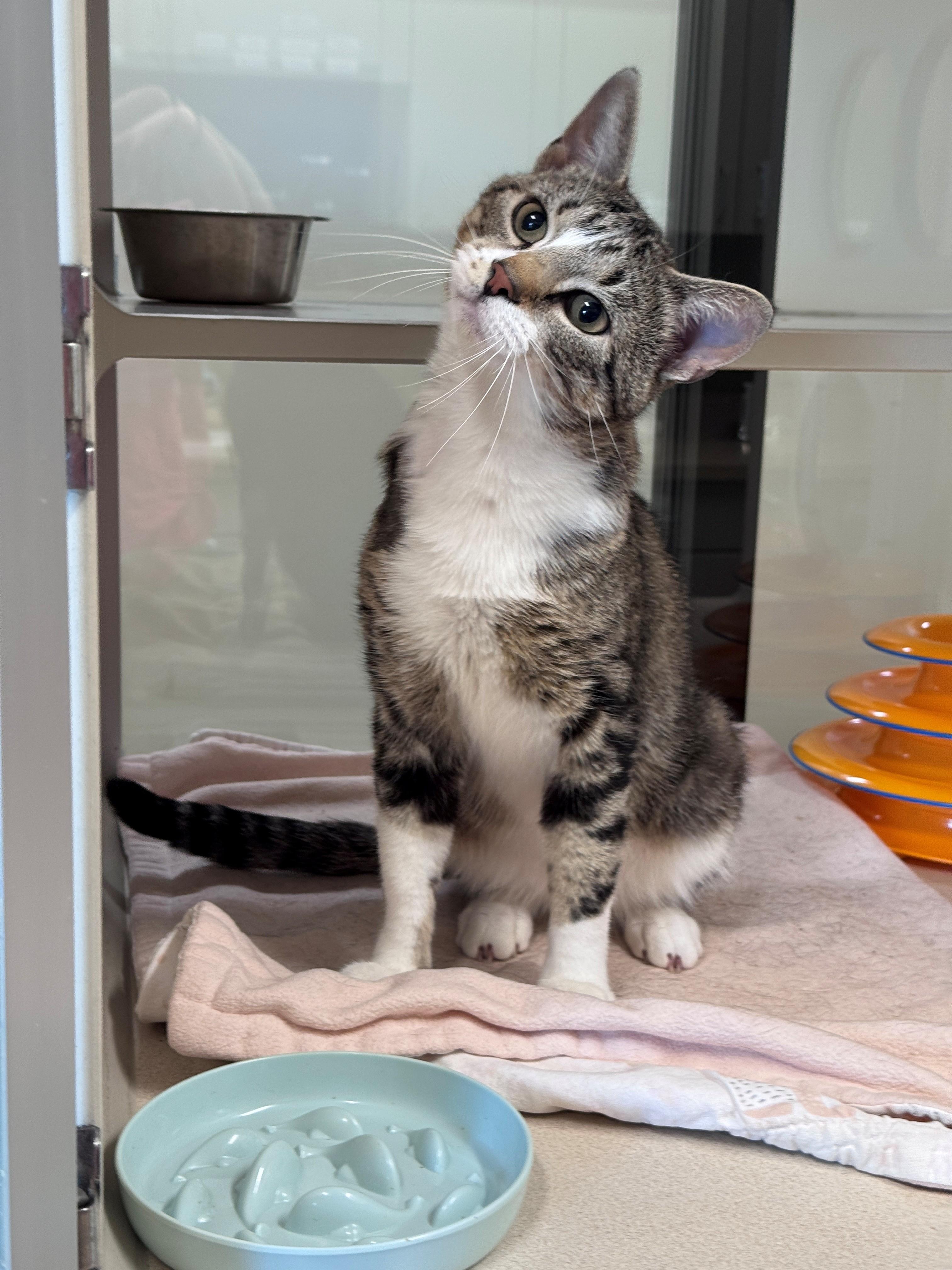 Baron, a ADOPTABLE Domestic Short Hair in Hackensack, MN image 3/4