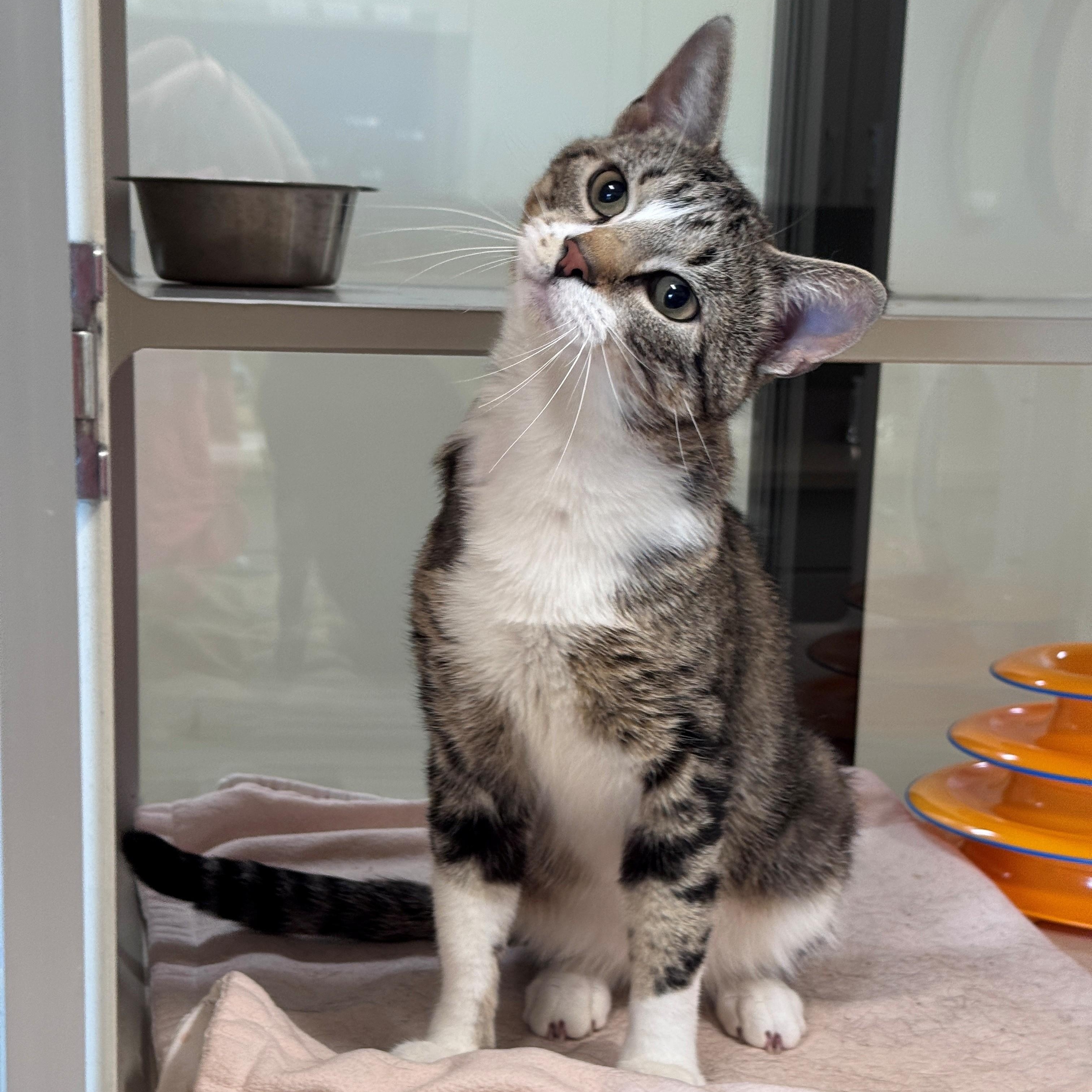 Enlarge Baron, a Adoptable Domestic Short Hair in Hackensack, MN image 3/6