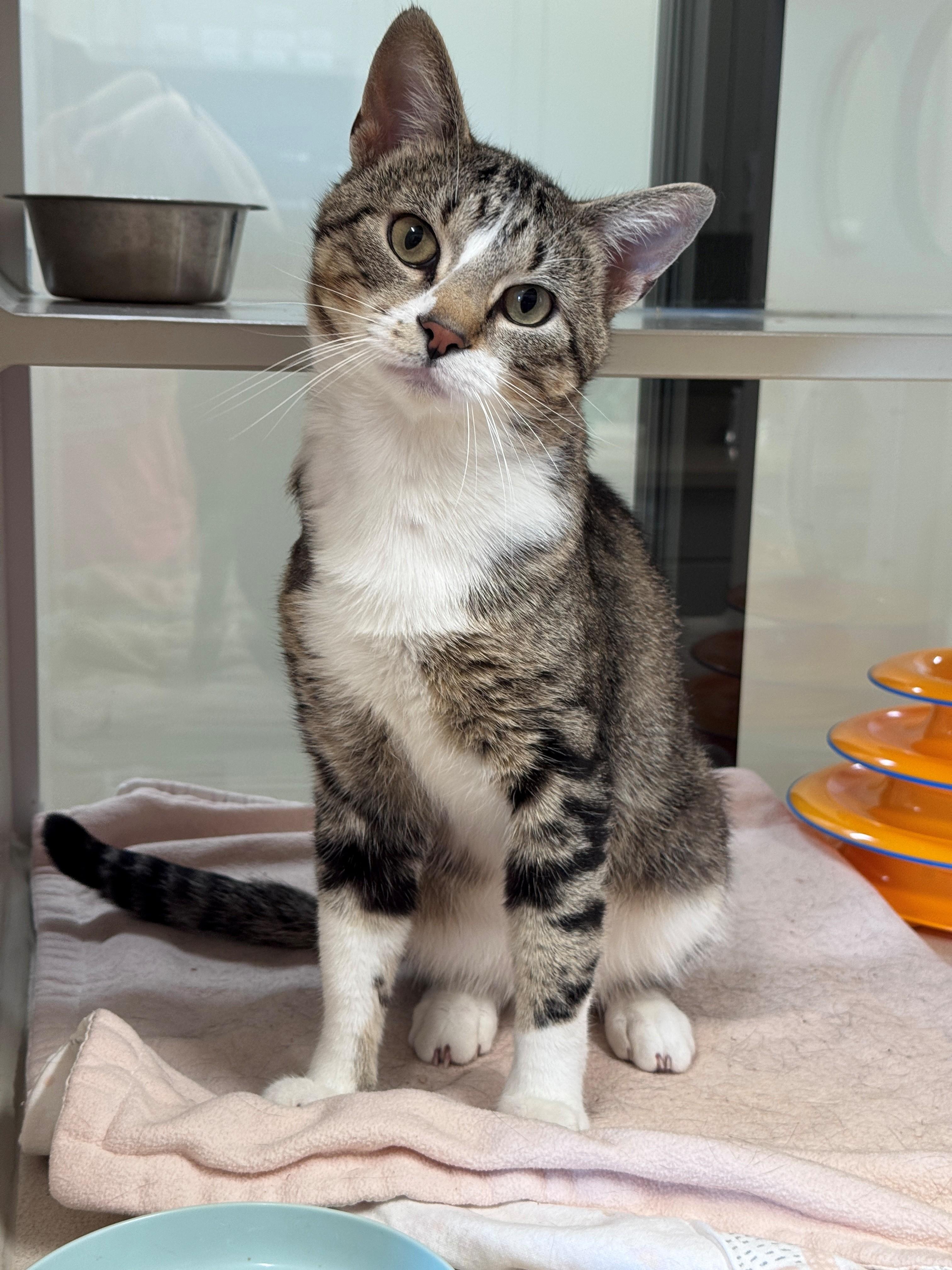 Baron, ADOPTABLE, Young Male Domestic Short Hair.