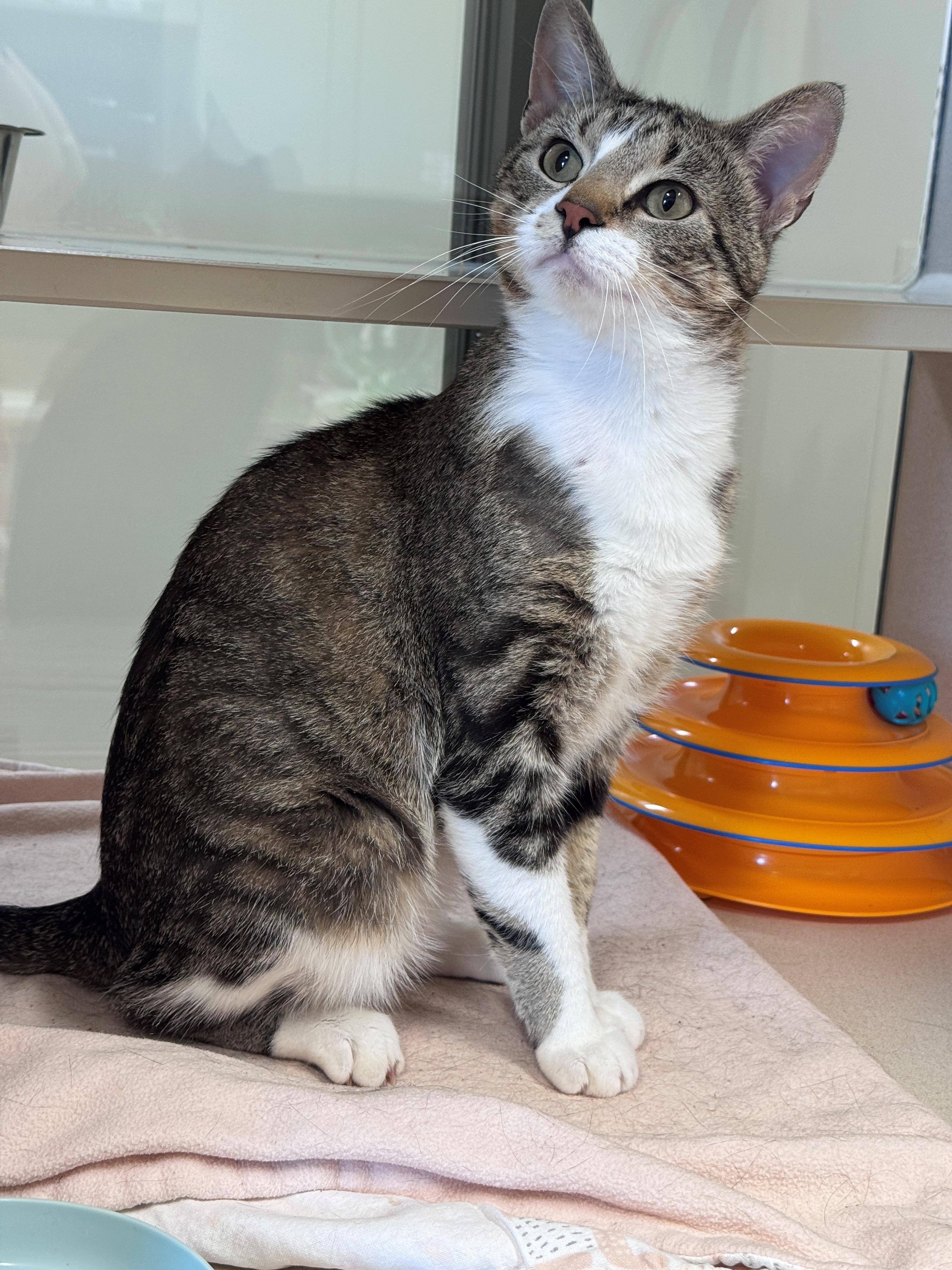 Baron, a ADOPTABLE Domestic Short Hair in Hackensack, MN image 4/4
