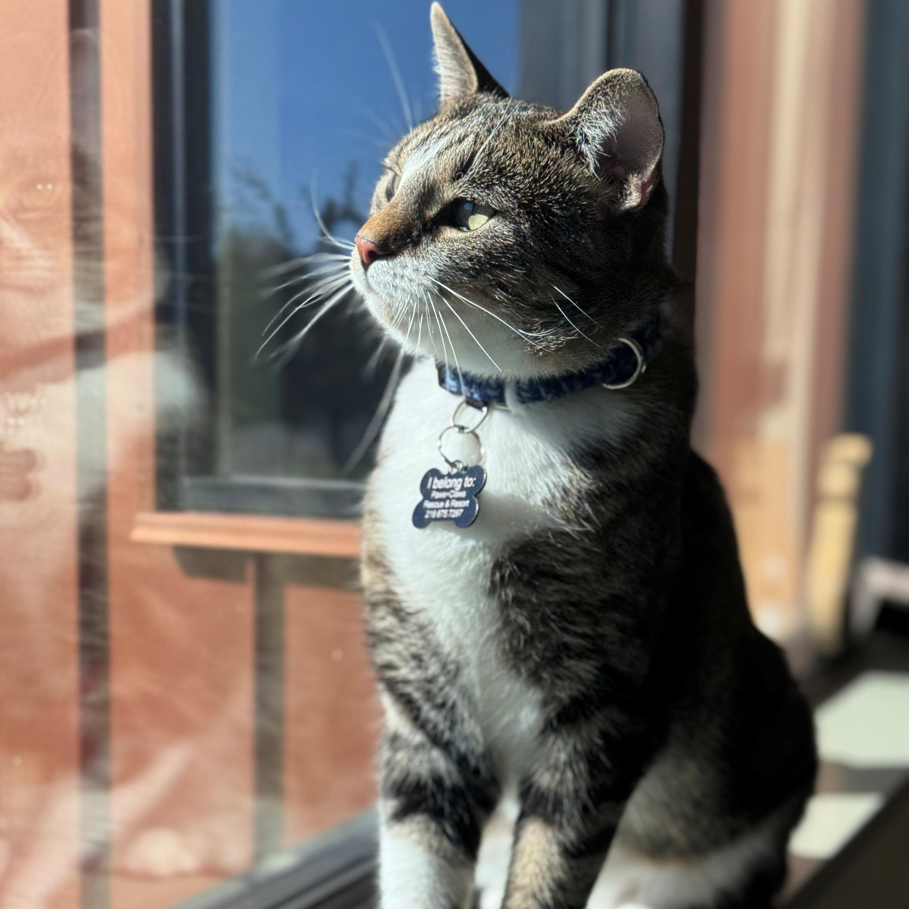 Baron, Adoptable, Young Male Domestic Short Hair.