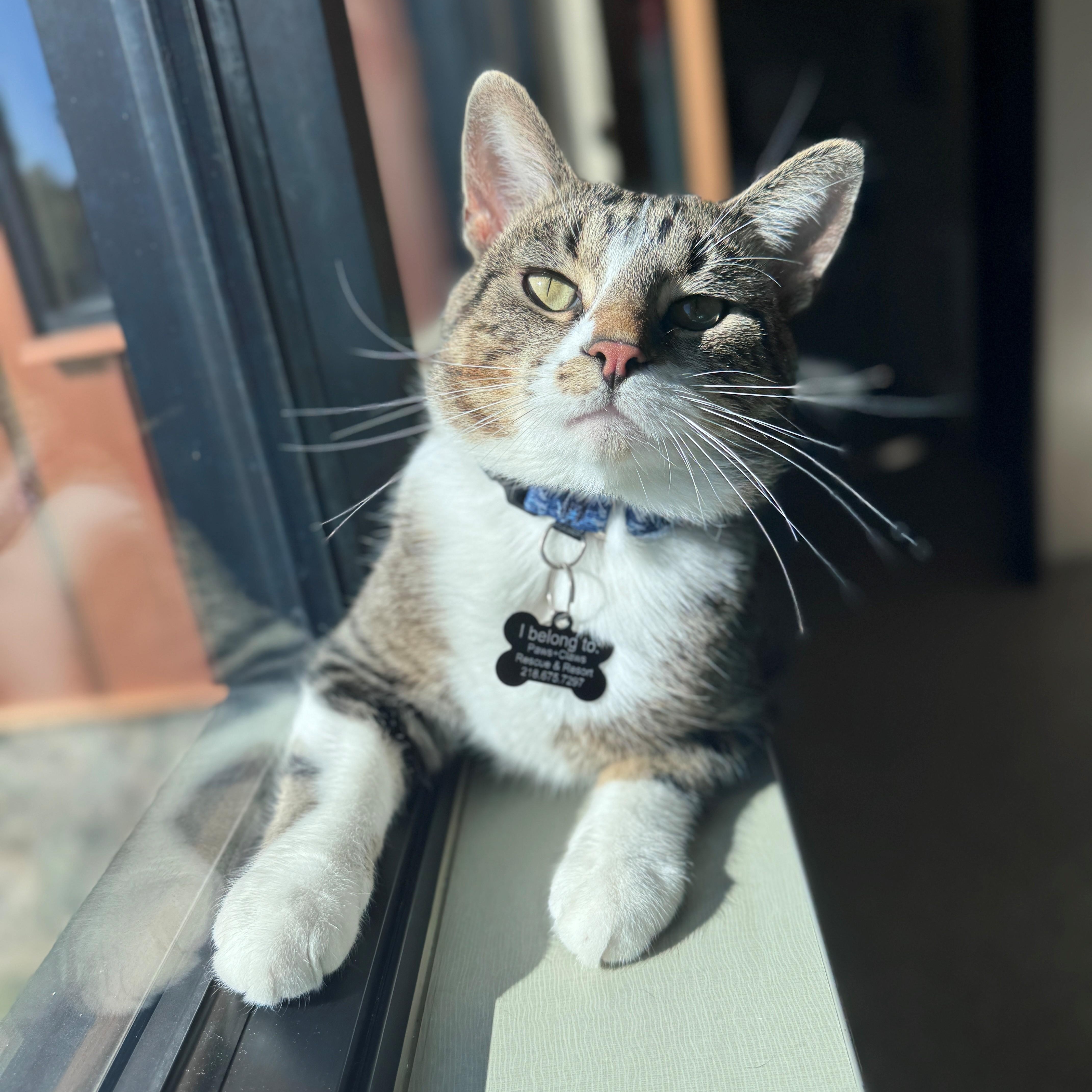 Enlarge Baron, a Adoptable Domestic Short Hair in Hackensack, MN image 4/6