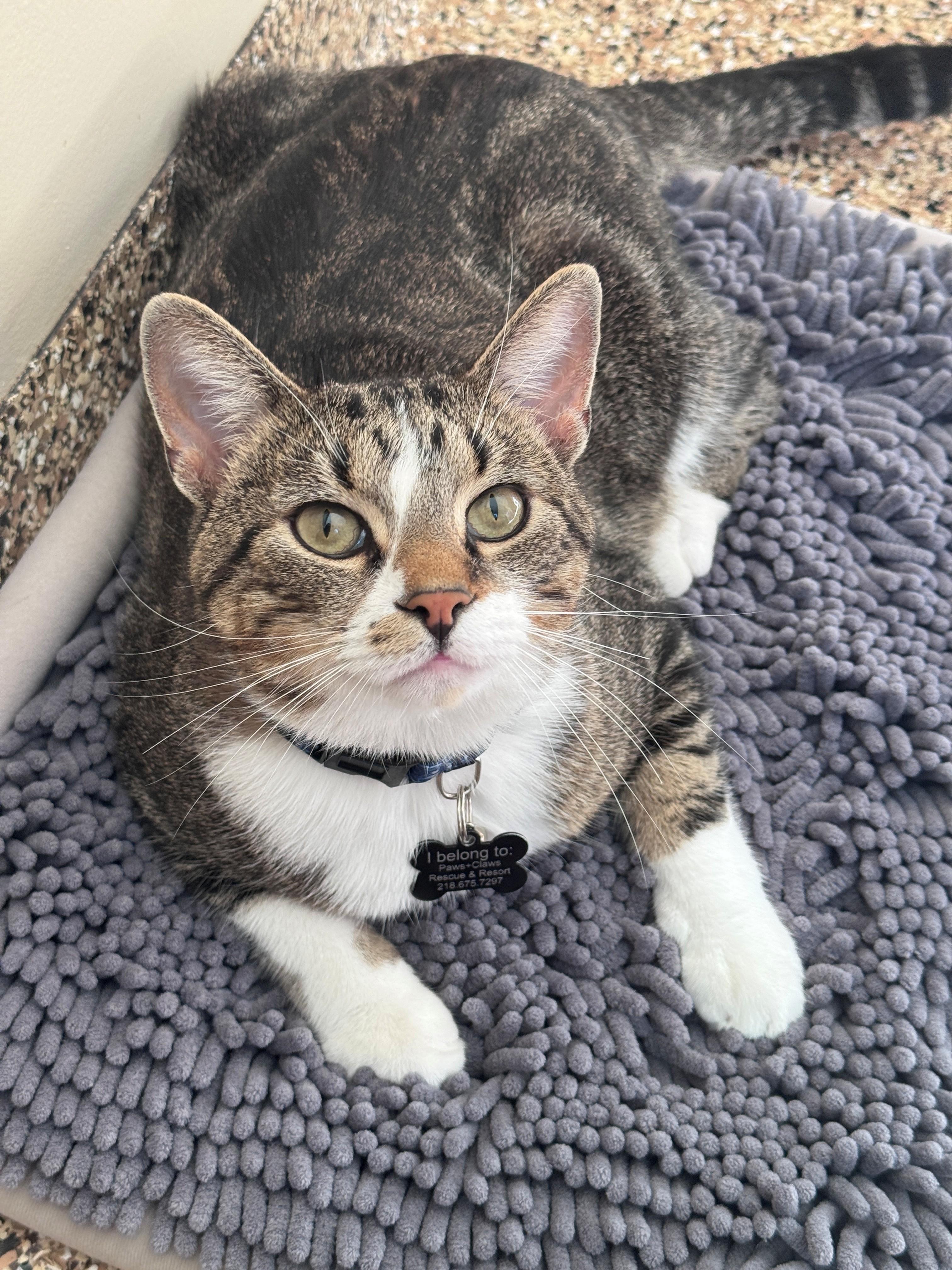 Enlarge Baron, a Adoptable Domestic Short Hair in Hackensack, MN image 6/6