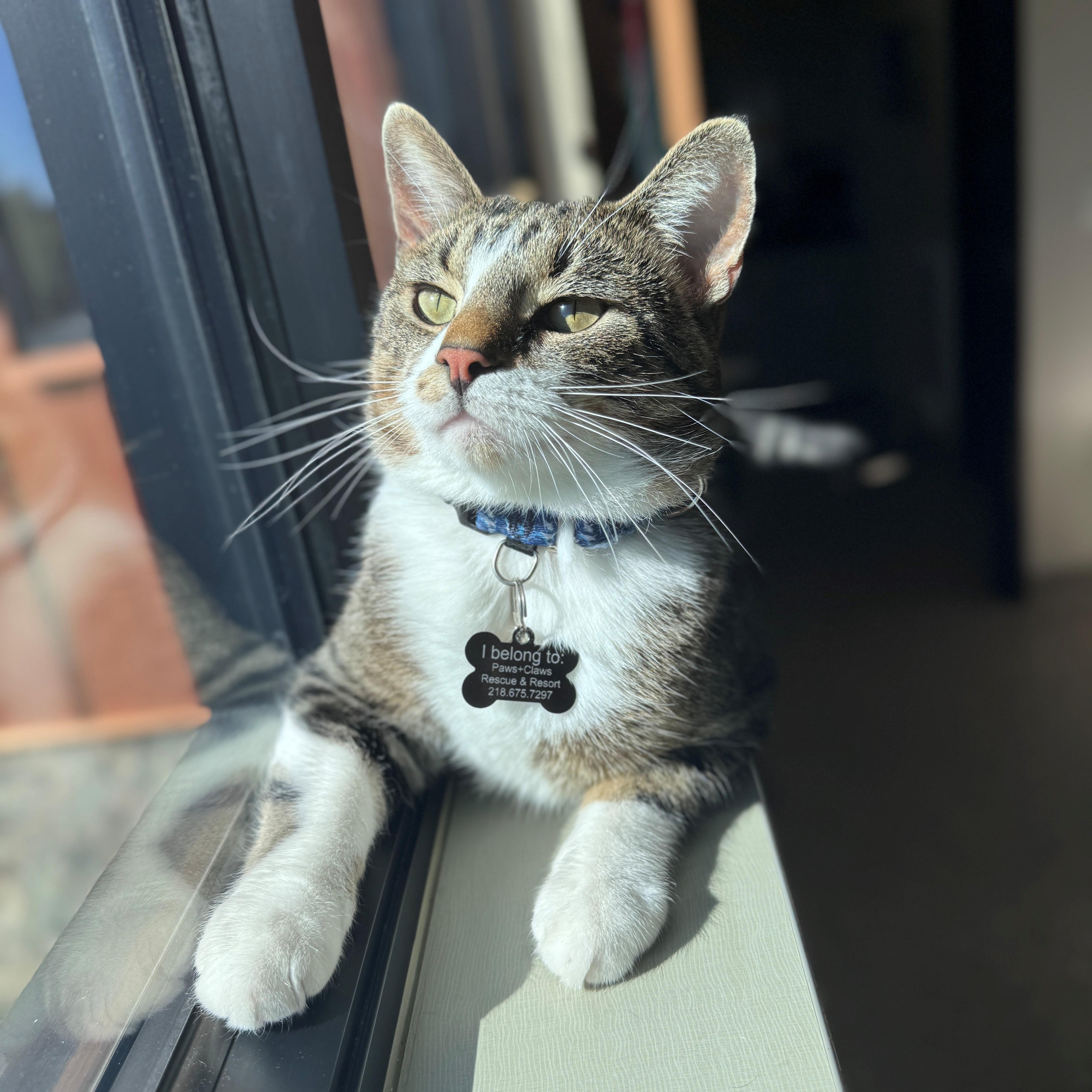 Enlarge Baron, a Adoptable Domestic Short Hair in Hackensack, MN image 5/6