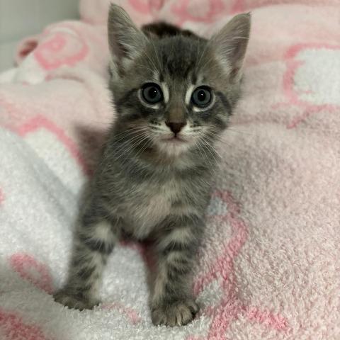 Enlarge Solomon, a Adoptable Domestic Short Hair in Baytown, TX image 1/3