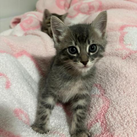 Enlarge Solomon, a Adoptable Domestic Short Hair in Baytown, TX image 2/3
