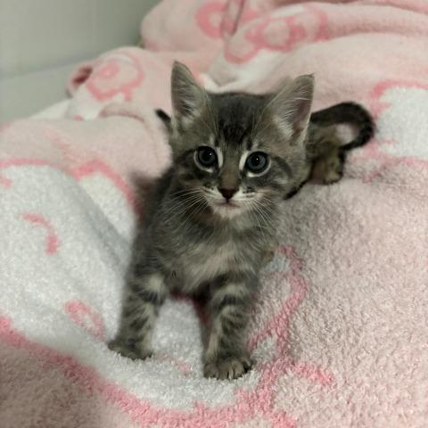 Enlarge Solomon, a Adoptable Domestic Short Hair in Baytown, TX image 3/3