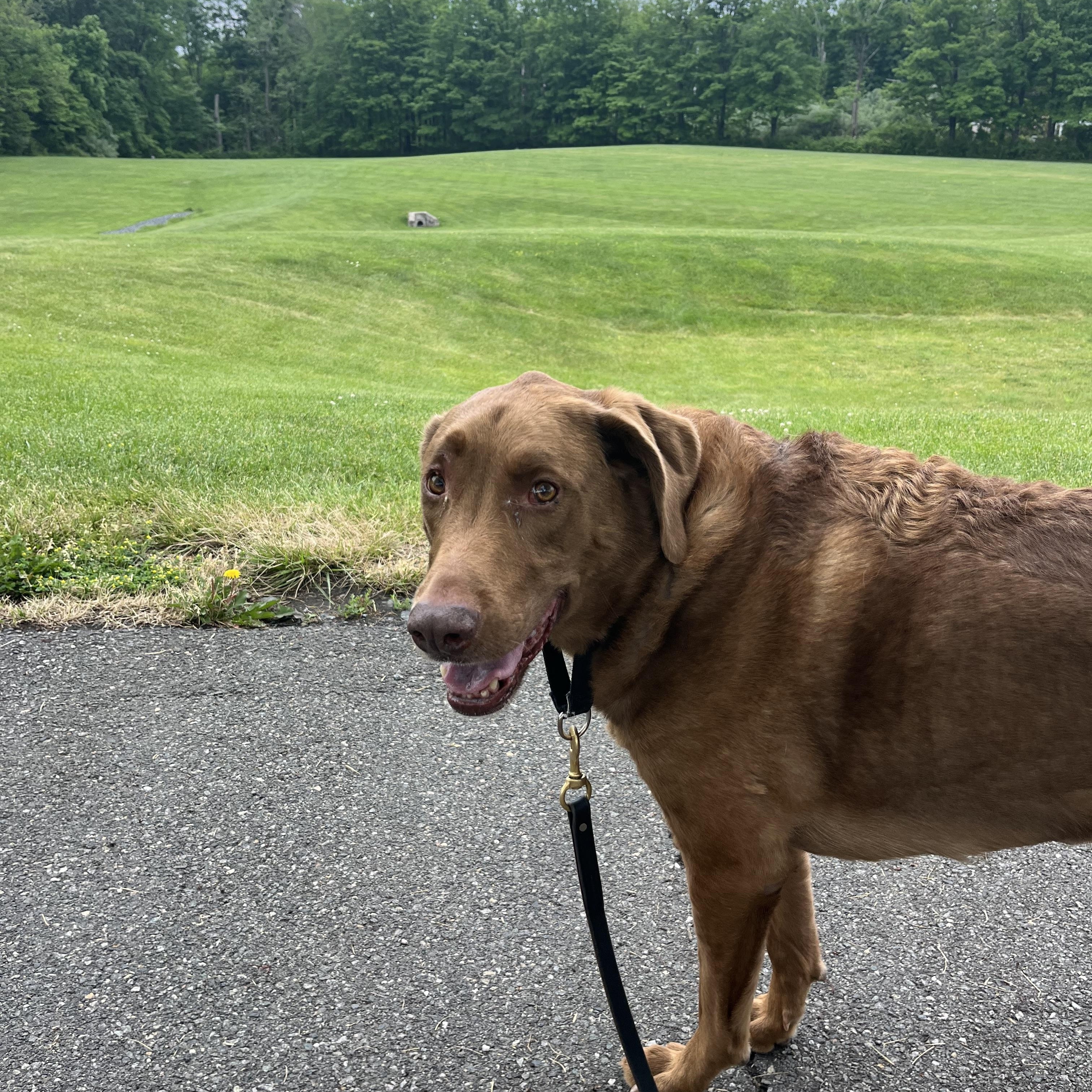 Enlarge Bernie, a ADOPTABLE mixed breed in Mendham, NJ image 2/2