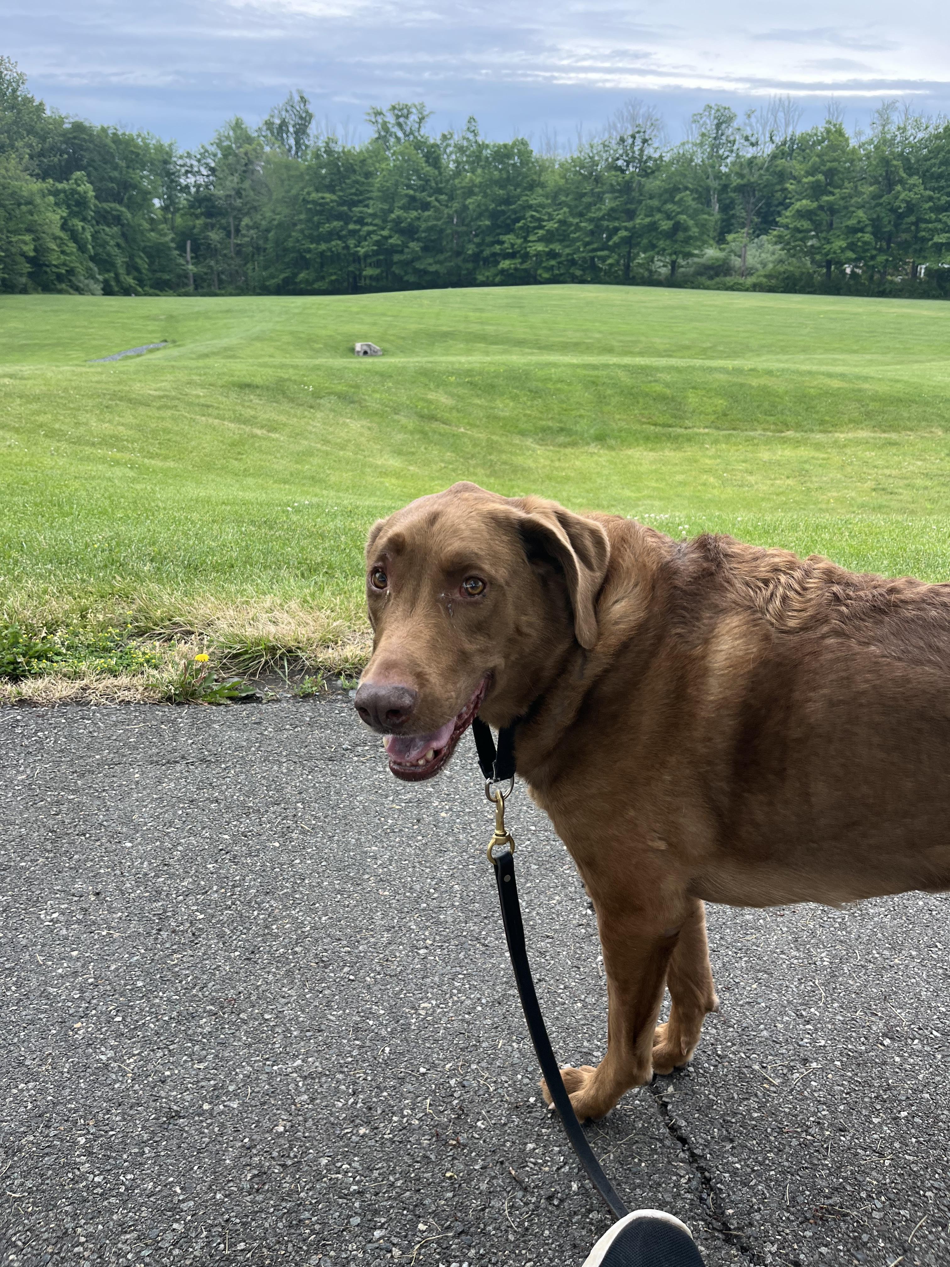 Bernie, a ADOPTABLE mixed breed in Mendham, NJ image 2/2