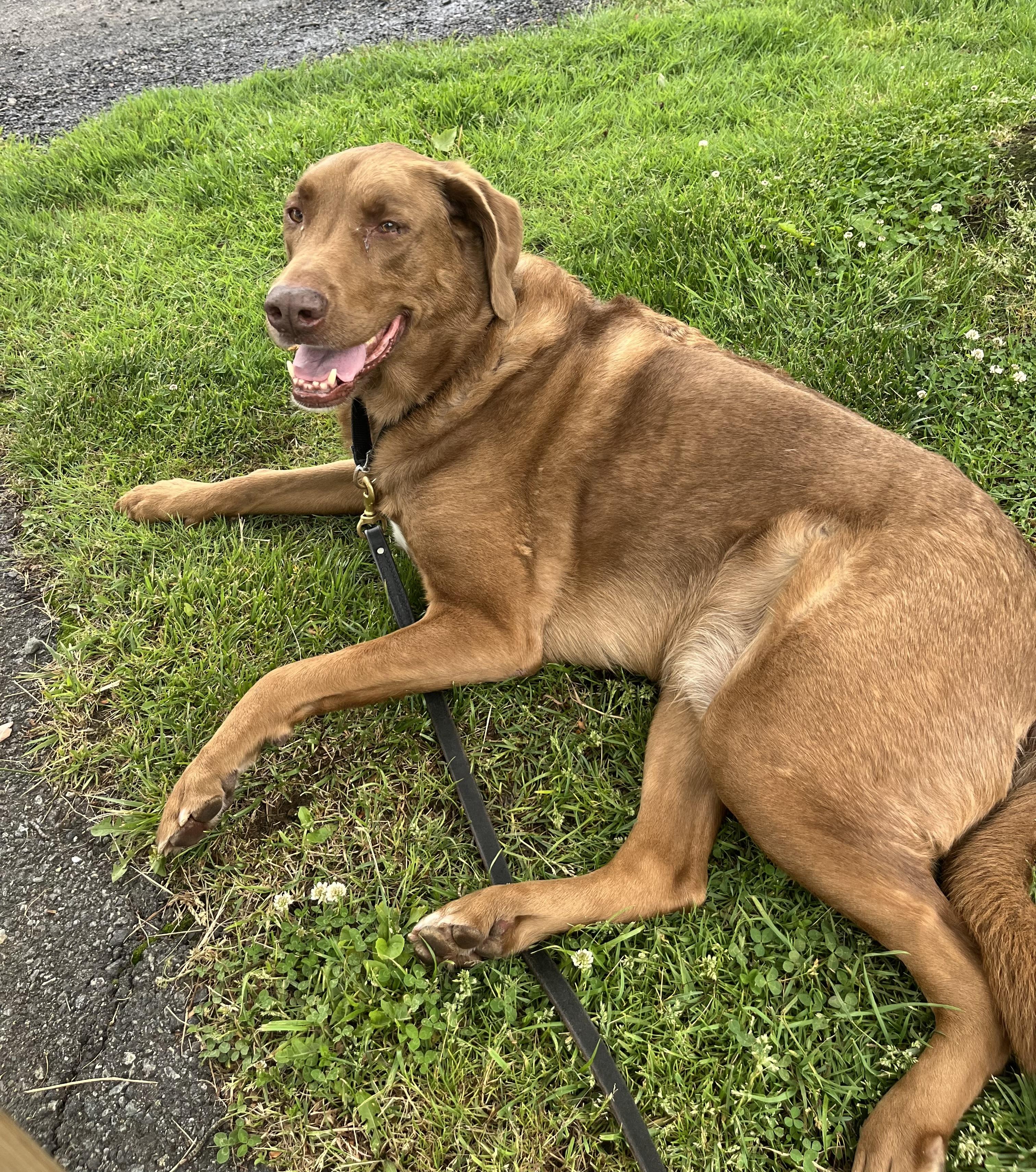 Bernie, ADOPTABLE, Senior Male Chesapeake Bay Retriever.