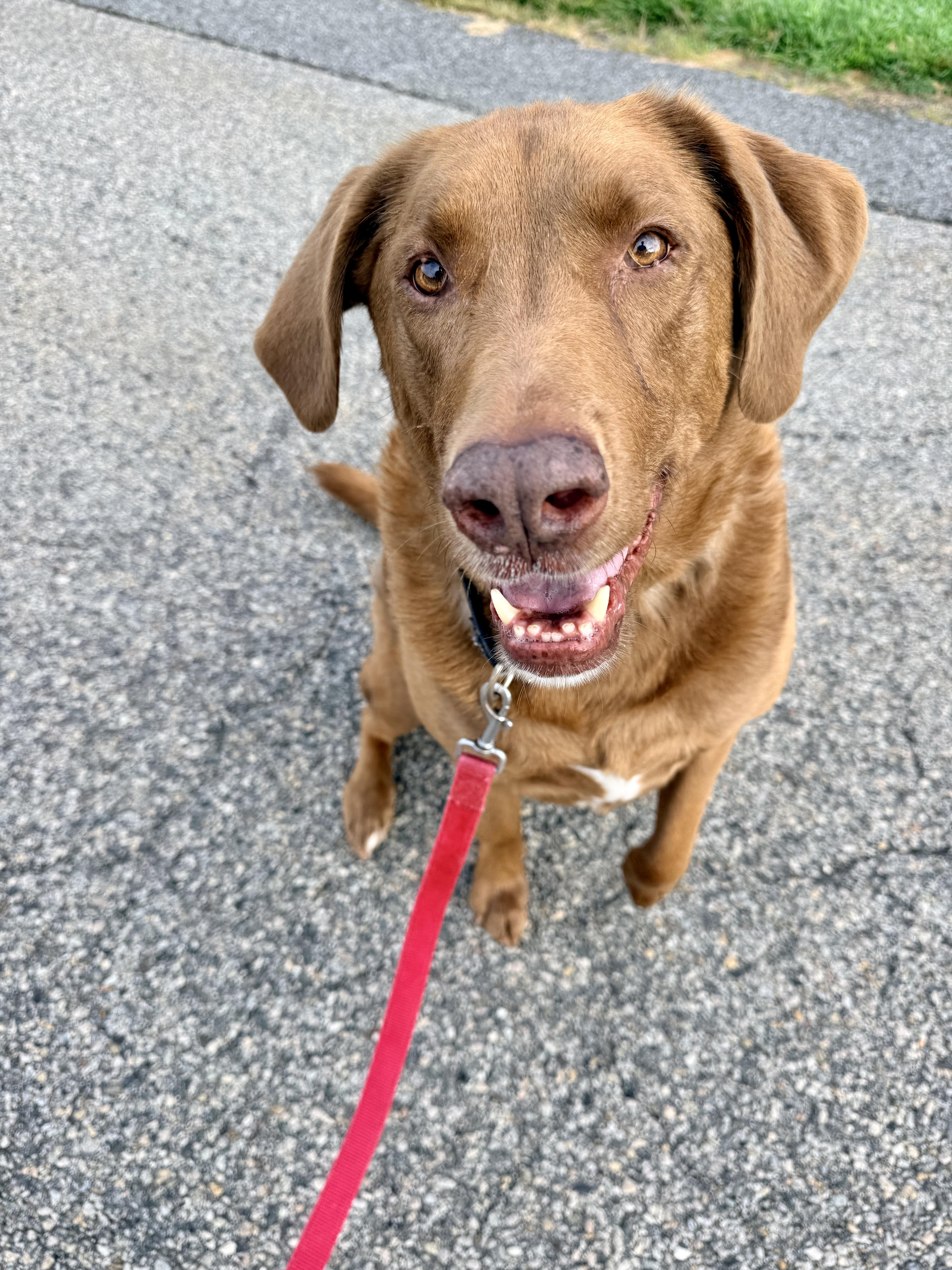 Bernie, ADOPTABLE, Senior Male Chesapeake Bay Retriever.