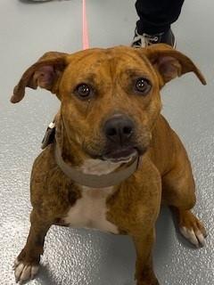 ROCKETTE, Adoptable, Adult Female Mixed Breed.