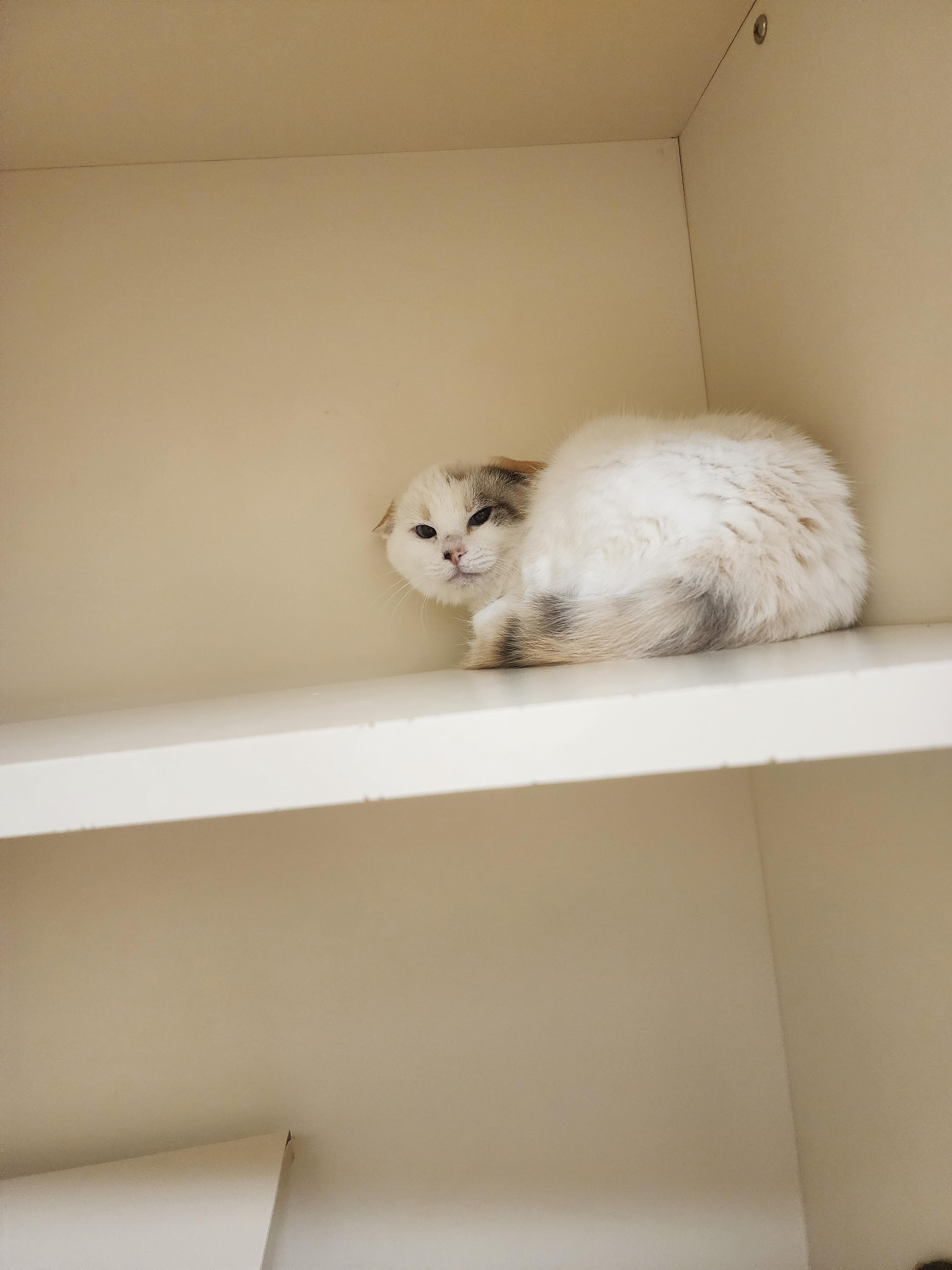 Enlarge 25-373, a ADOPTABLE Domestic Short Hair in Ridgecrest, CA image 1/1