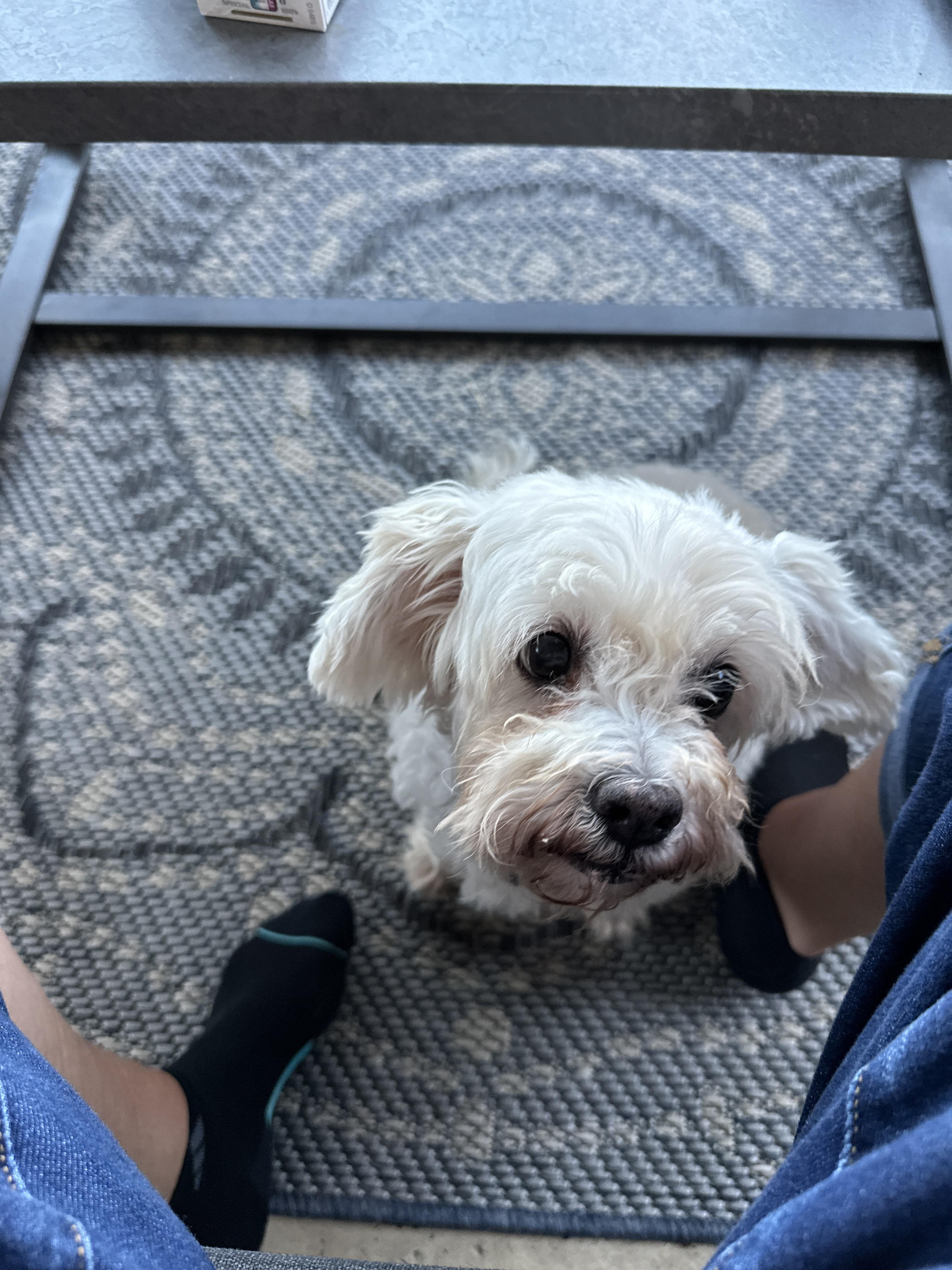 Swan, an adoptable Maltipoo in Dallas, TX, 75214 | Photo Image 2