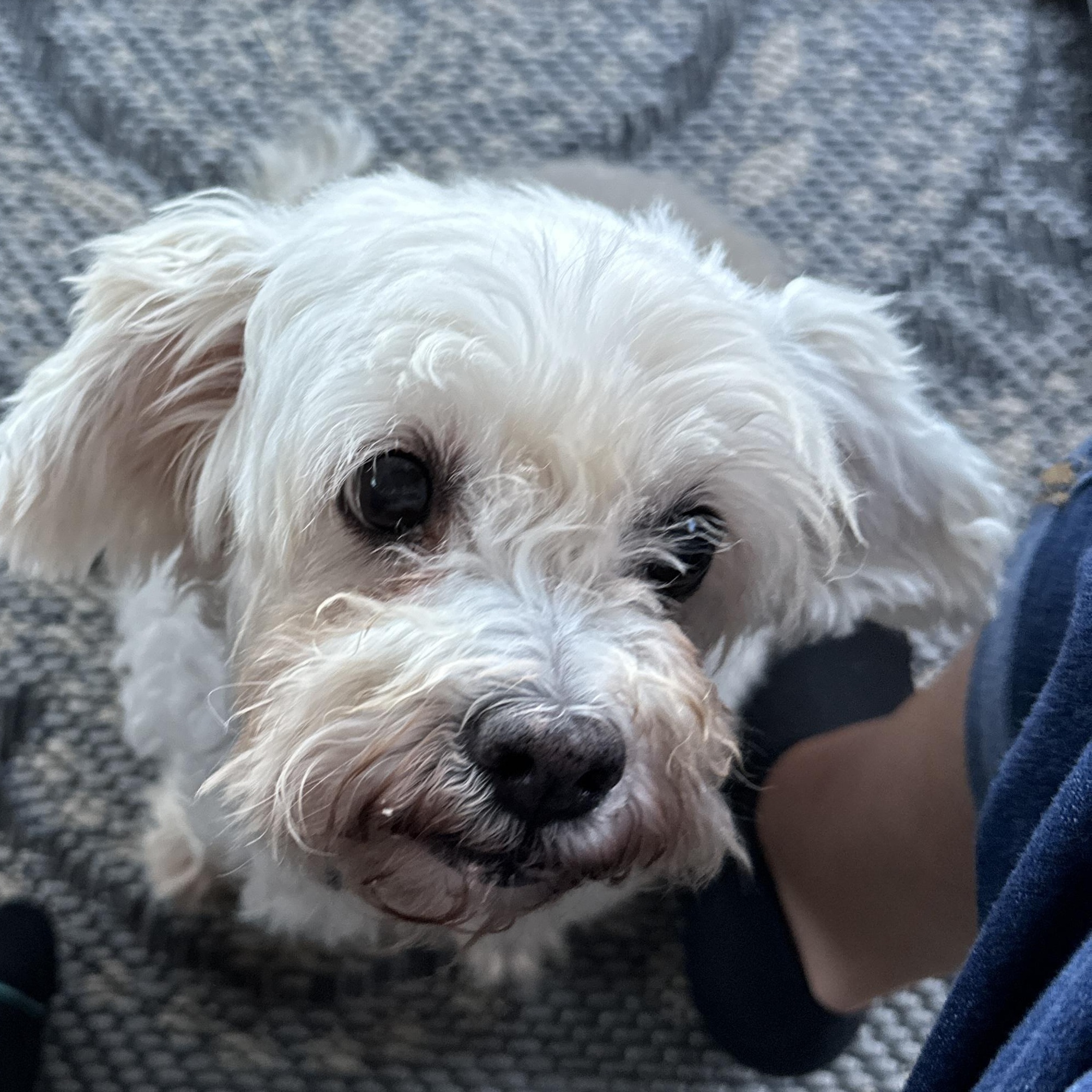 Swan, a Adoptable Maltipoo in Dallas, TX image 2/6