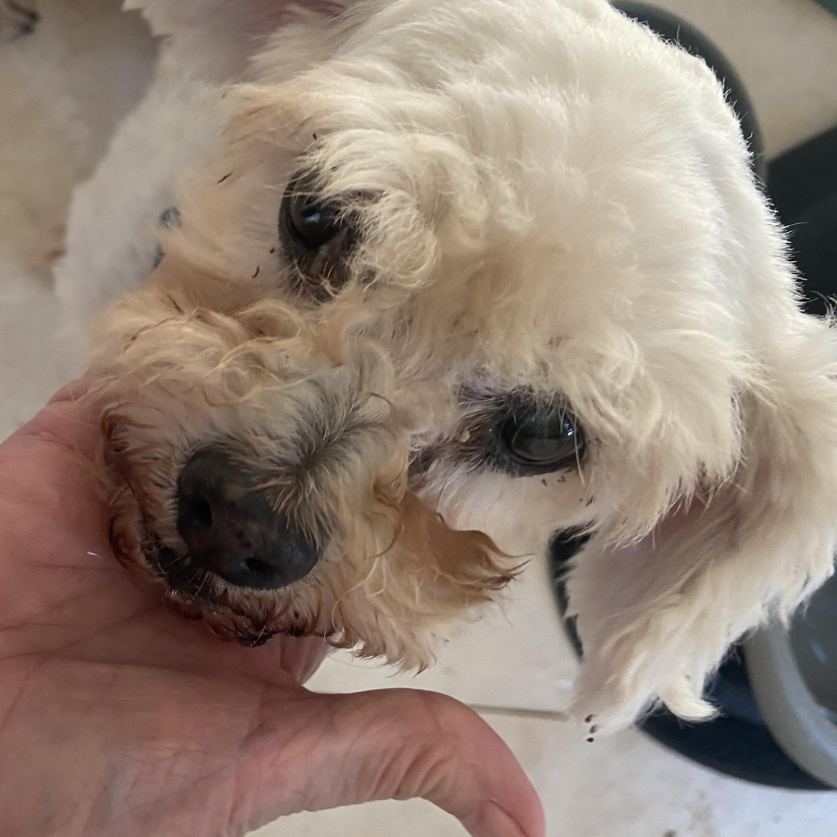 Swan, an adoptable Maltipoo in Dallas, TX, 75214 | Photo Image 1