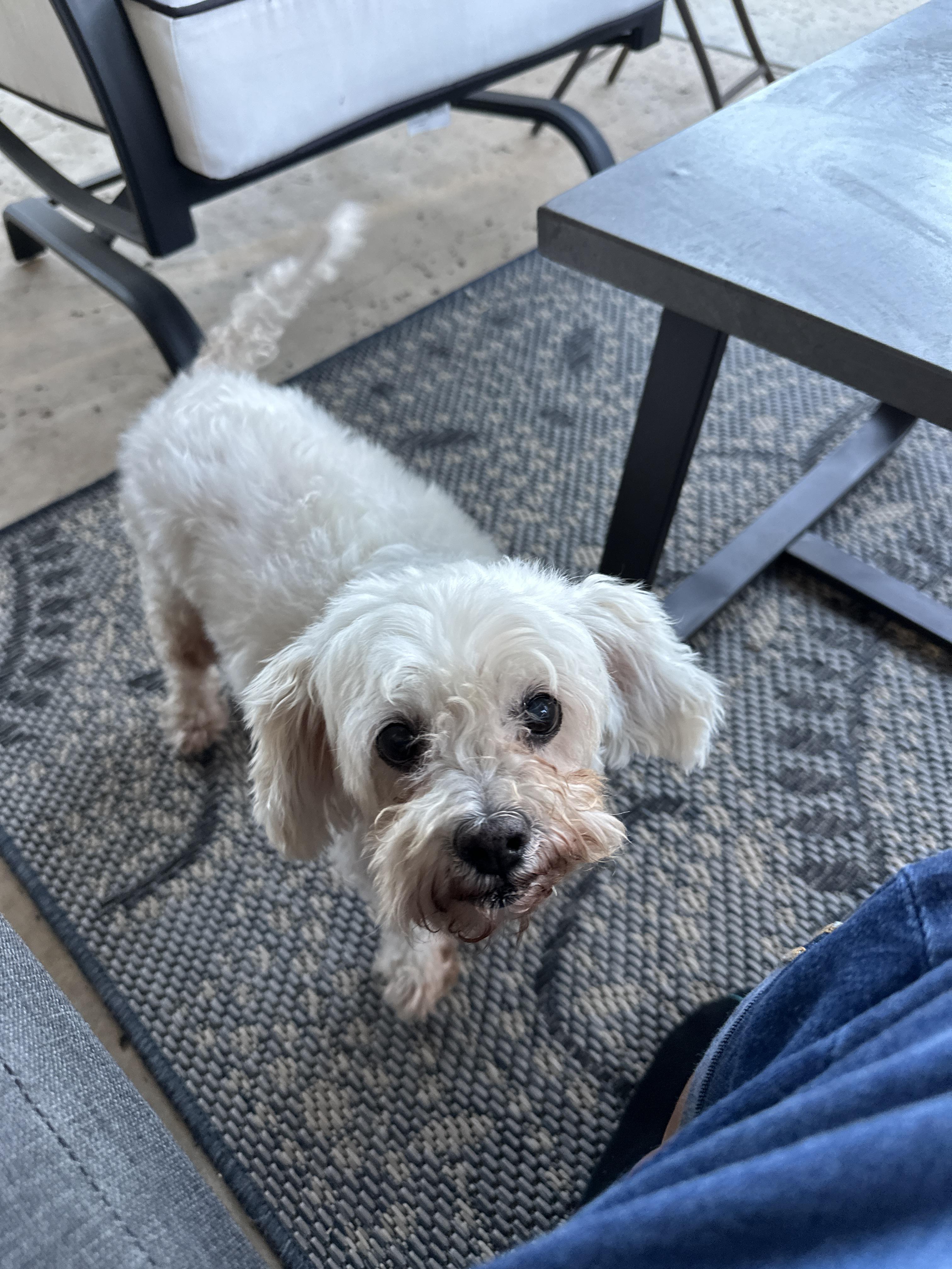 Swan, an adoptable Maltipoo in Dallas, TX, 75214 | Photo Image 3