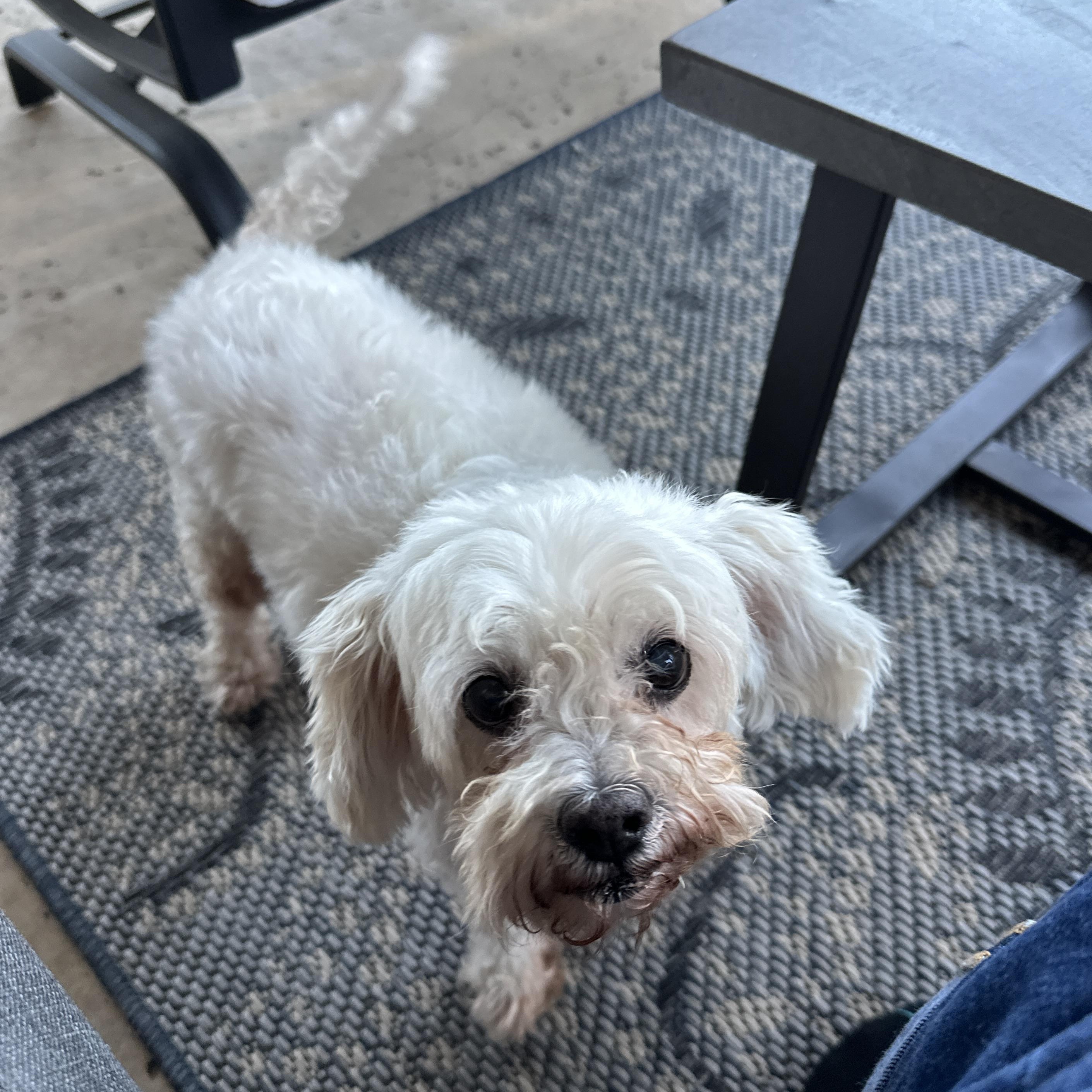 Swan, a Adoptable Maltipoo in Dallas, TX image 3/6