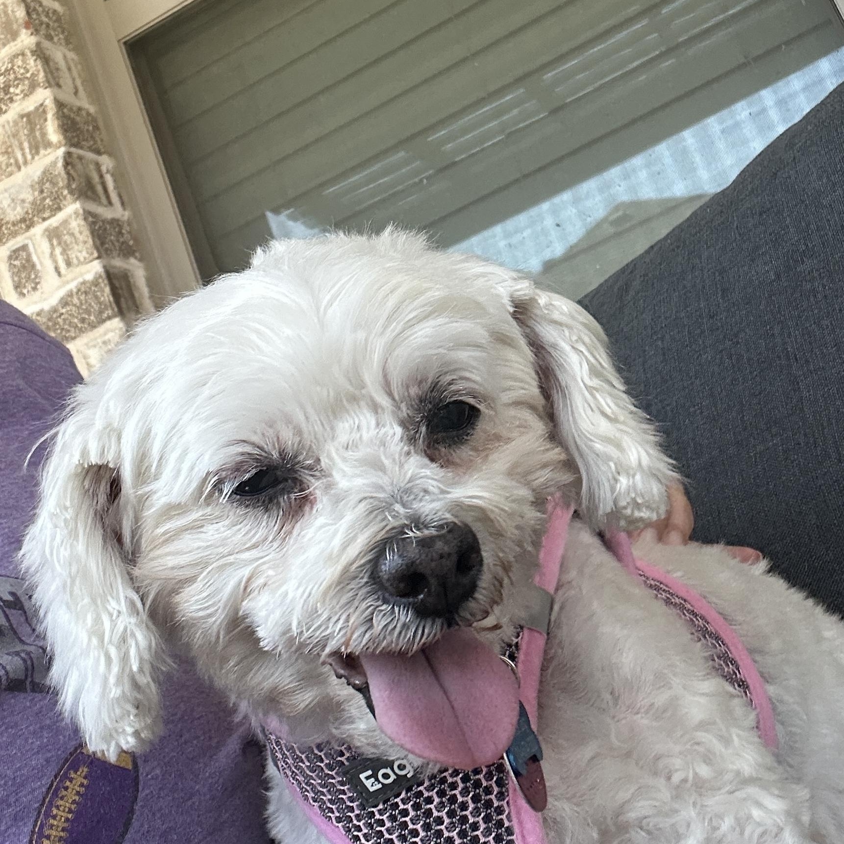 Swan, Adoptable, Adult Female Maltipoo.