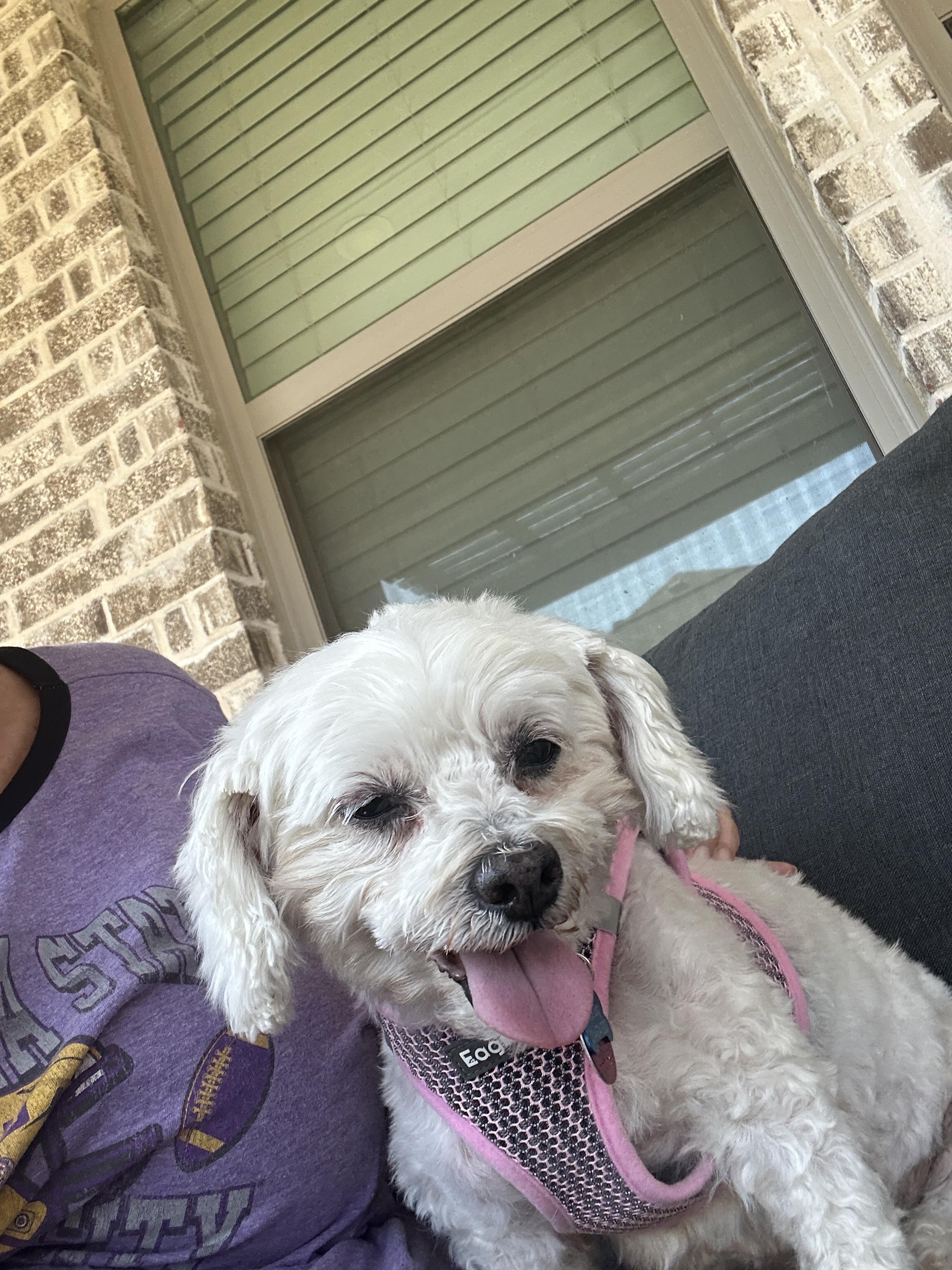Swan, an adoptable Maltipoo in Dallas, TX, 75214 | Photo Image 1
