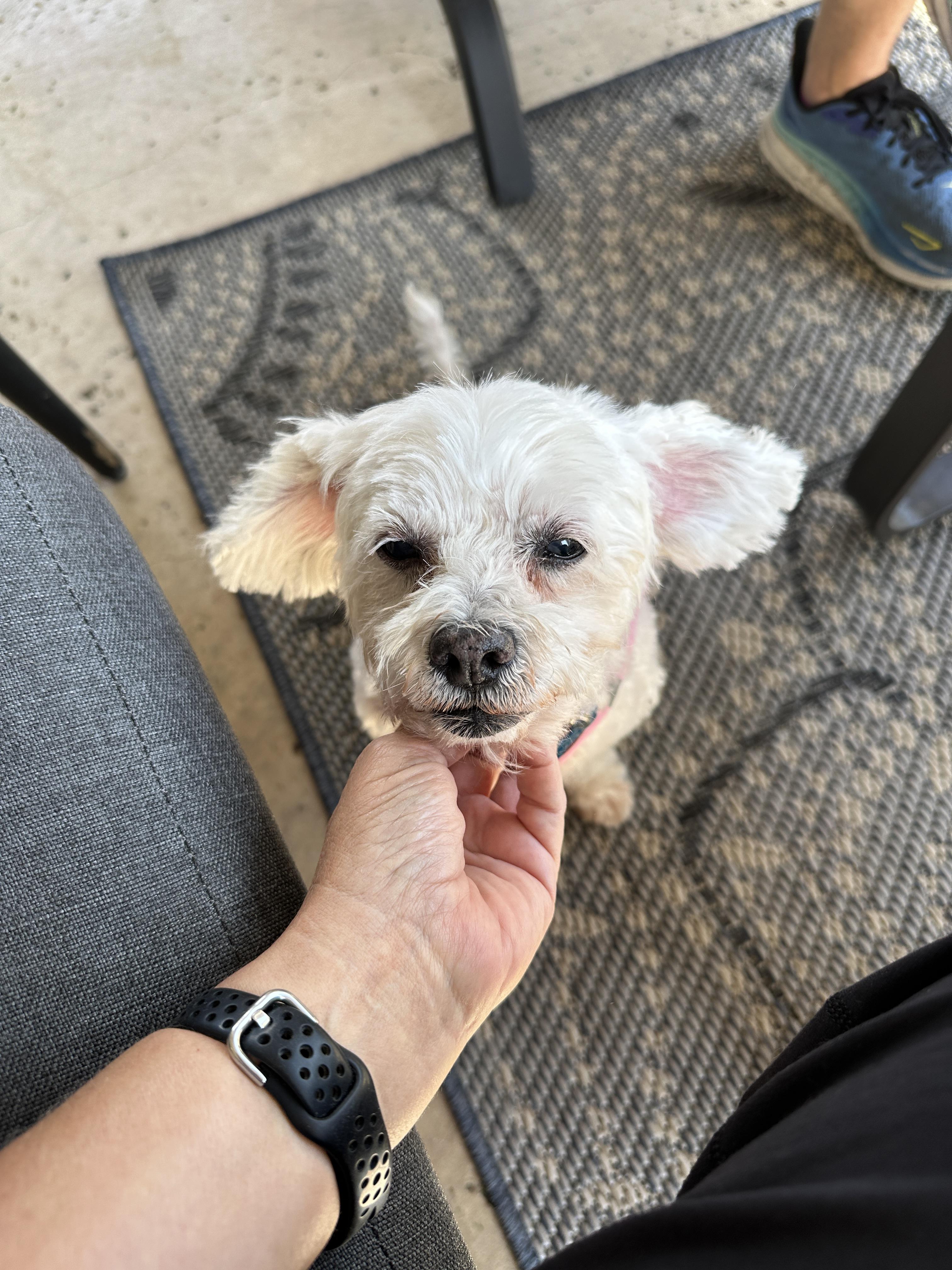 Swan, an adoptable Maltipoo in Dallas, TX, 75214 | Photo Image 4