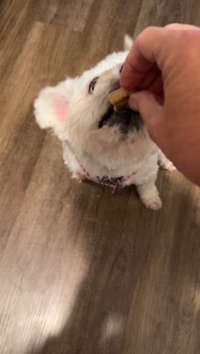 Enlarge Swan, a Adoptable Maltipoo in Dallas, TX video 5/6