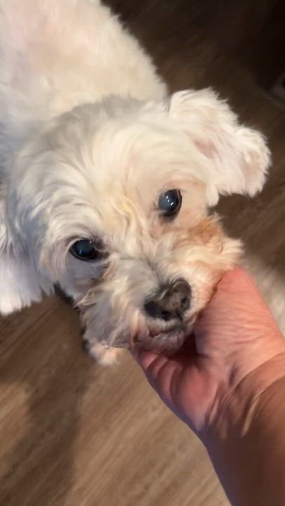 Enlarge Swan, a Adoptable Maltipoo in Dallas, TX video 6/6