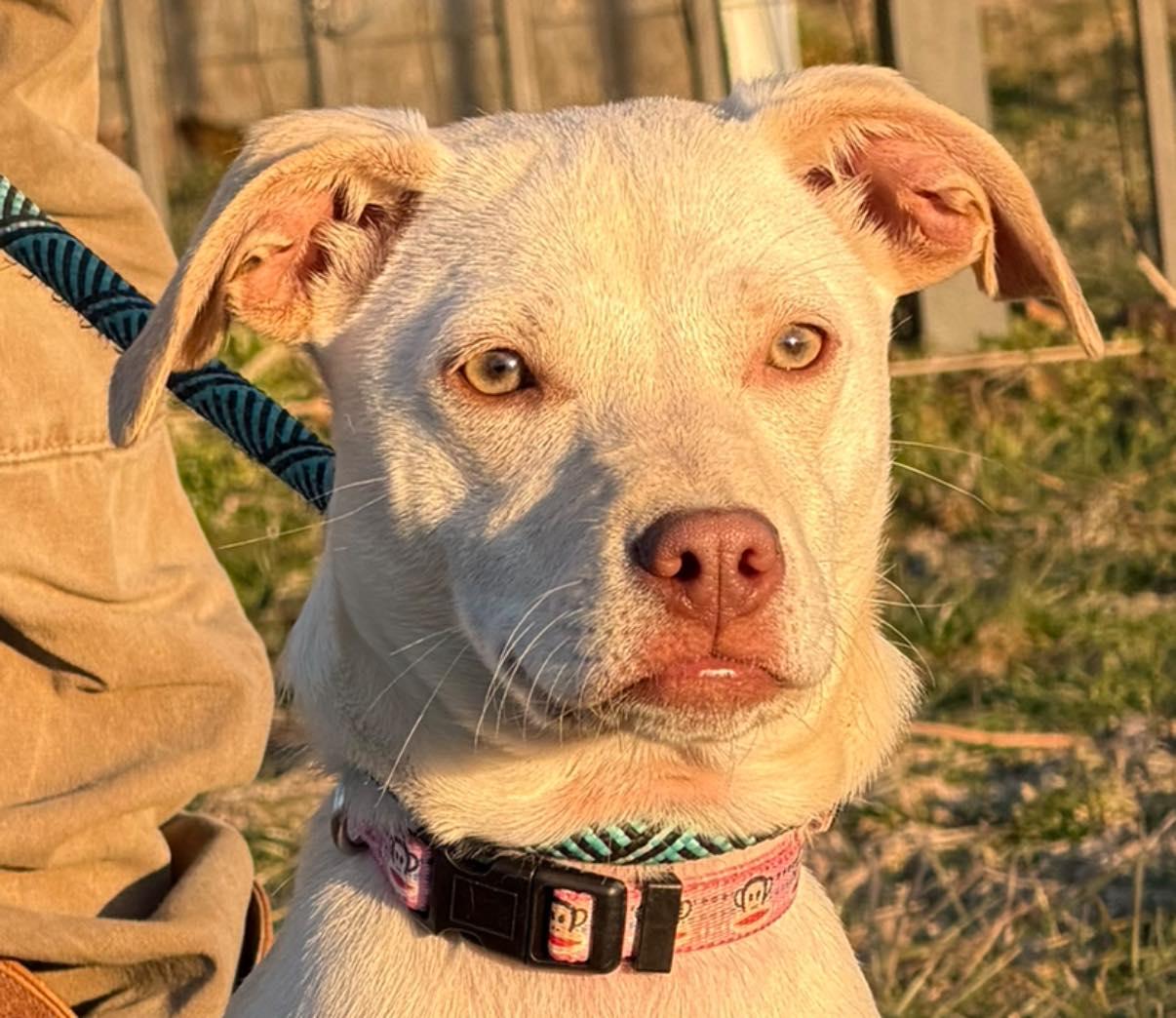 Enlarge Khaki, a ADOPTABLE mixed breed in Chesapeake City, MD image 1/1