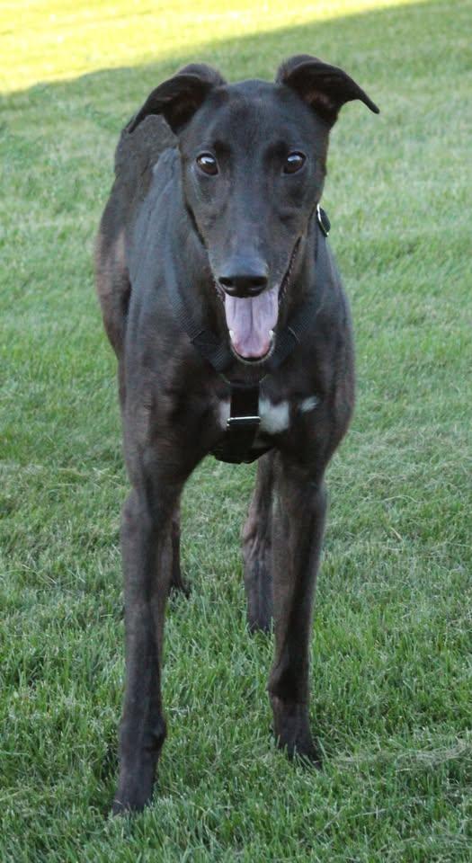 Mike, Adoptable, Adult Male Greyhound.