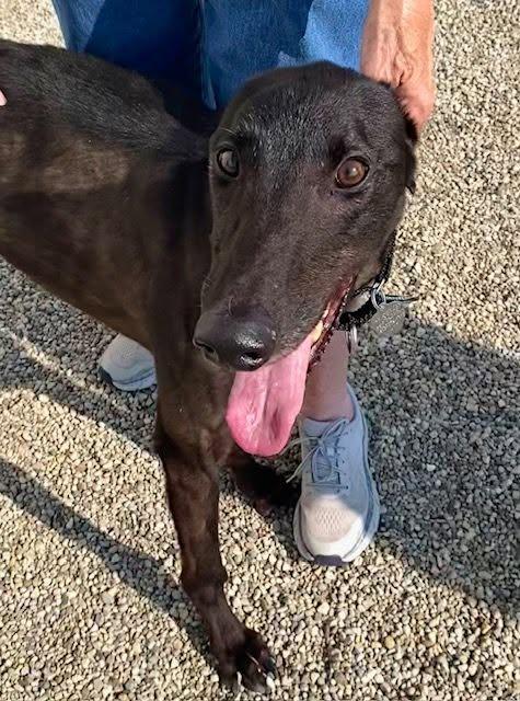 Enlarge Mike, a Adoptable mixed breed in Goshen, IN image 2/2
