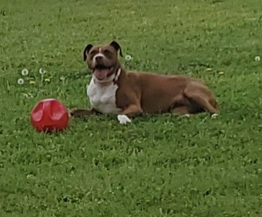 Fiona, a Adoptable Pit Bull Terrier in Dunn, NC image 3/4