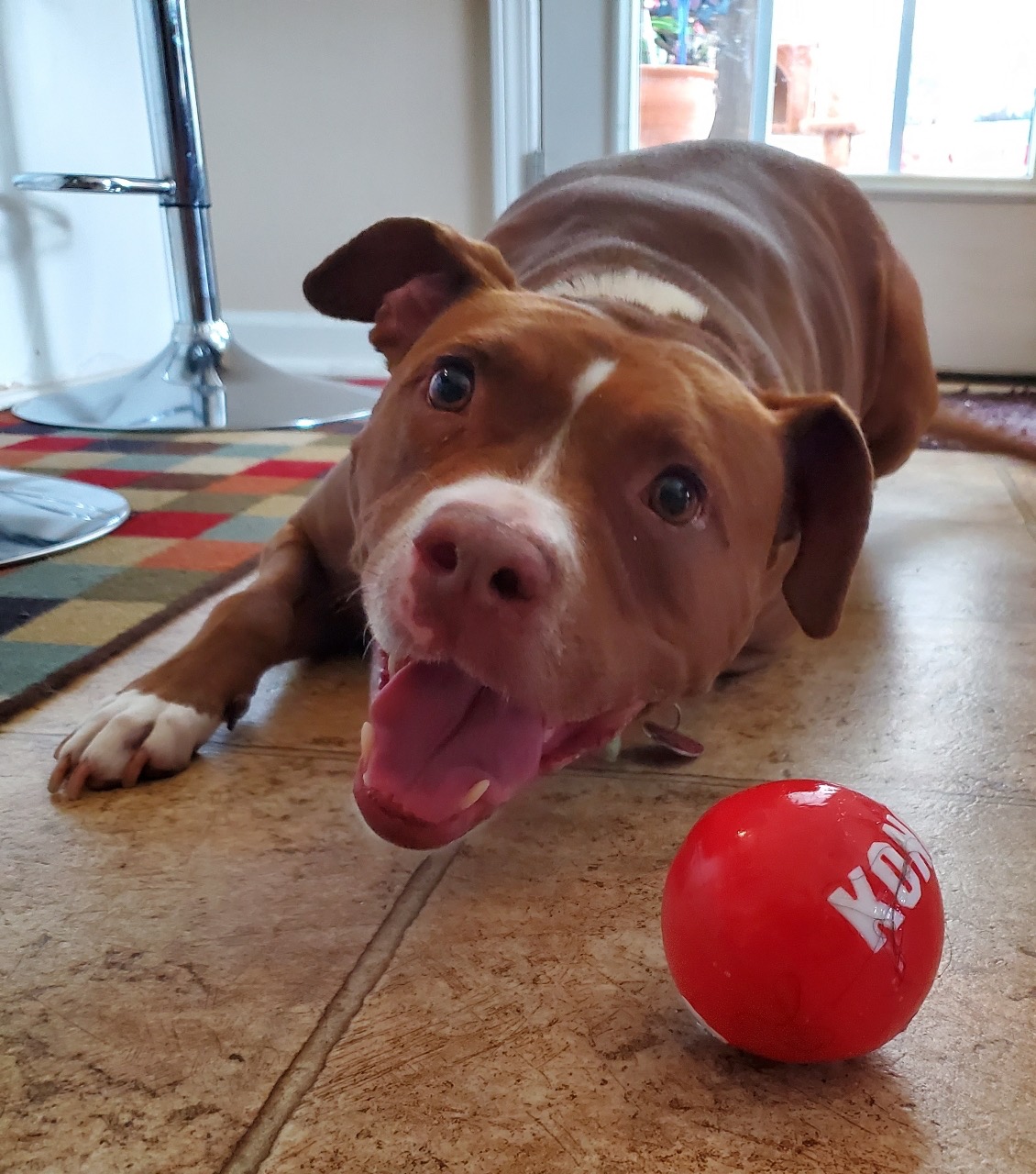 Fiona, a Adoptable Pit Bull Terrier in Dunn, NC image 1/4