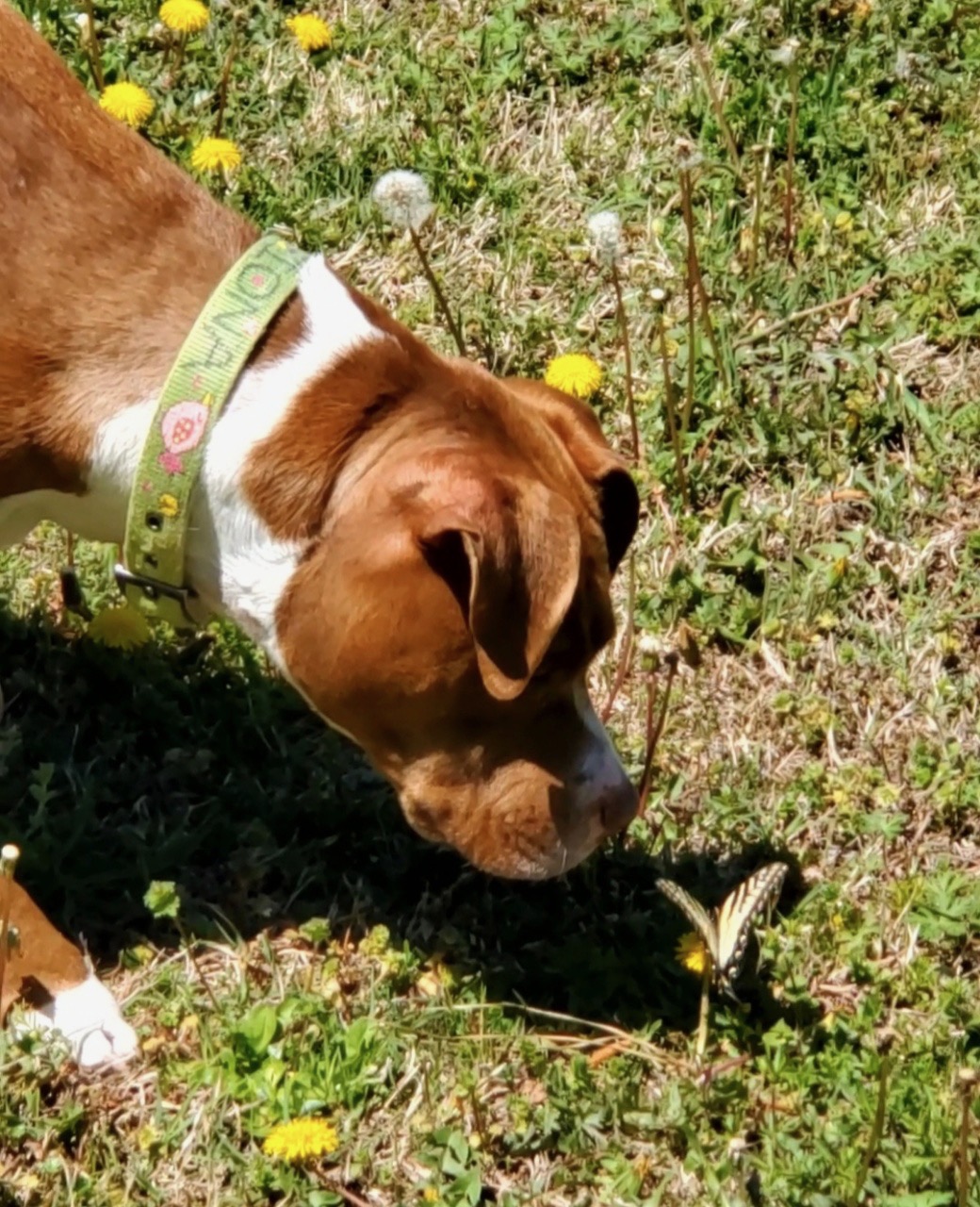Fiona, a Adoptable Pit Bull Terrier in Dunn, NC image 2/4