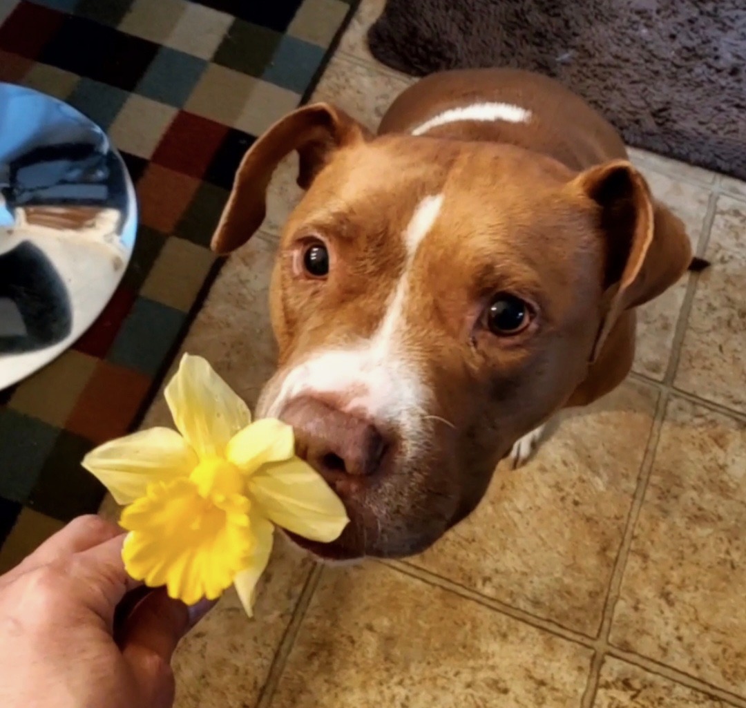 Fiona, a Adoptable Pit Bull Terrier in Dunn, NC image 4/4