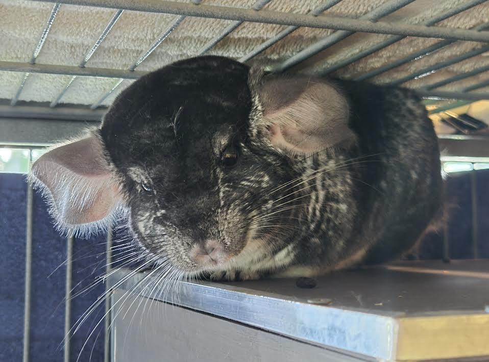 Mateo and Rio, a ADOPTABLE Chinchilla in Bellingham, WA image 3/4