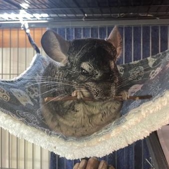 Mateo and Rio, a ADOPTABLE Chinchilla in Bellingham, WA image 4/4