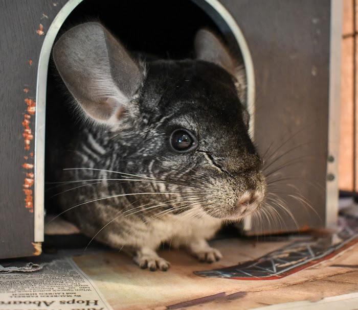 Mateo and Rio, ADOPTABLE, Young Male Chinchilla.