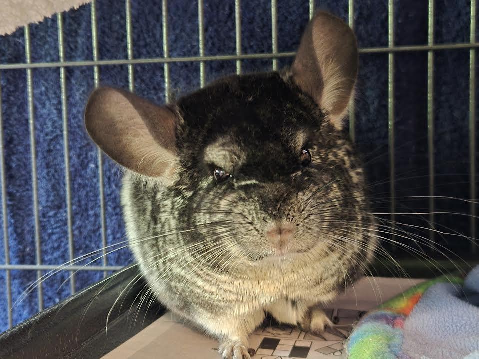 Mateo and Rio, a ADOPTABLE Chinchilla in Bellingham, WA image 2/4