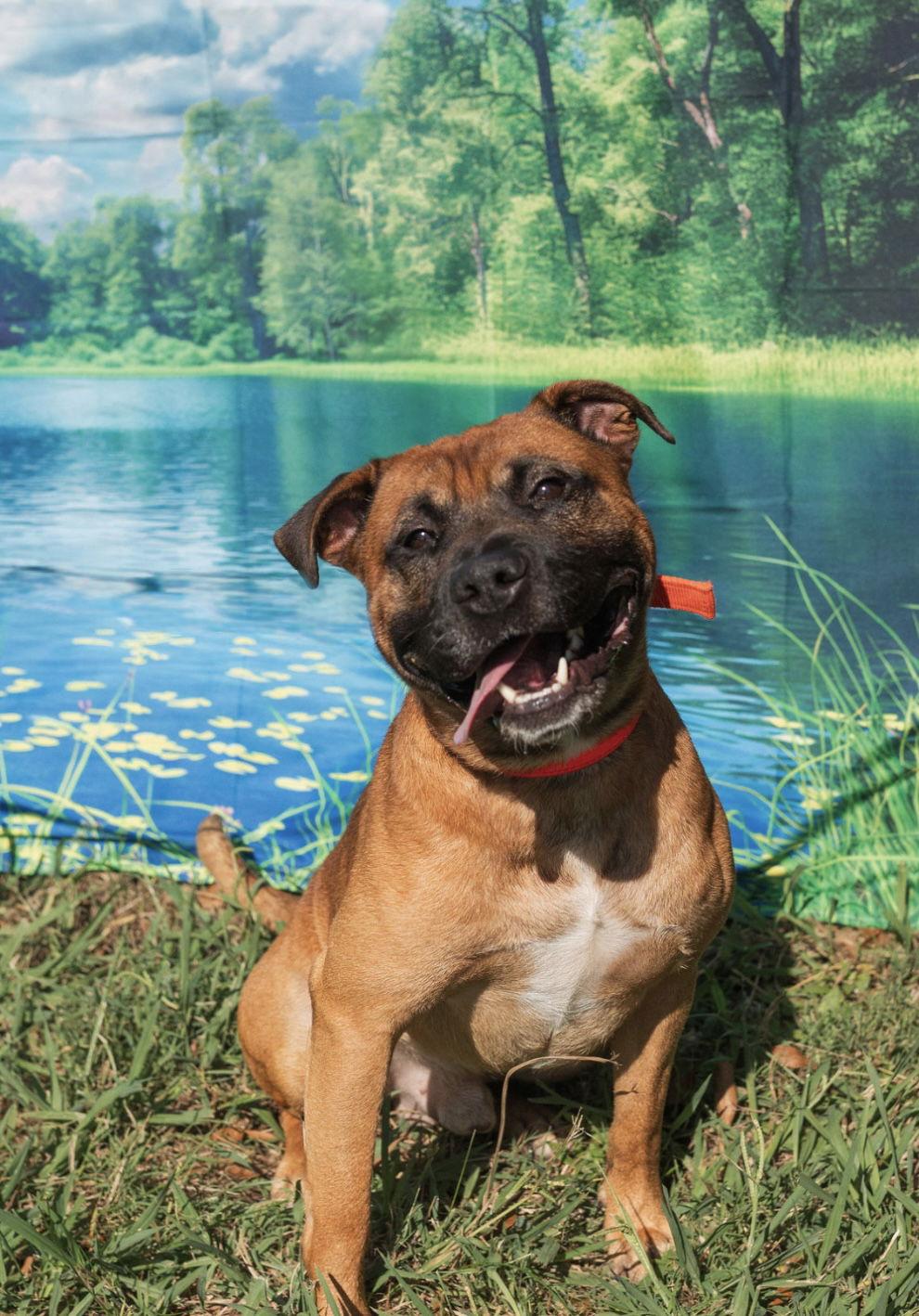 Enlarge Charlie, a Adopted mixed breed in Mooresville, NC image 2/3