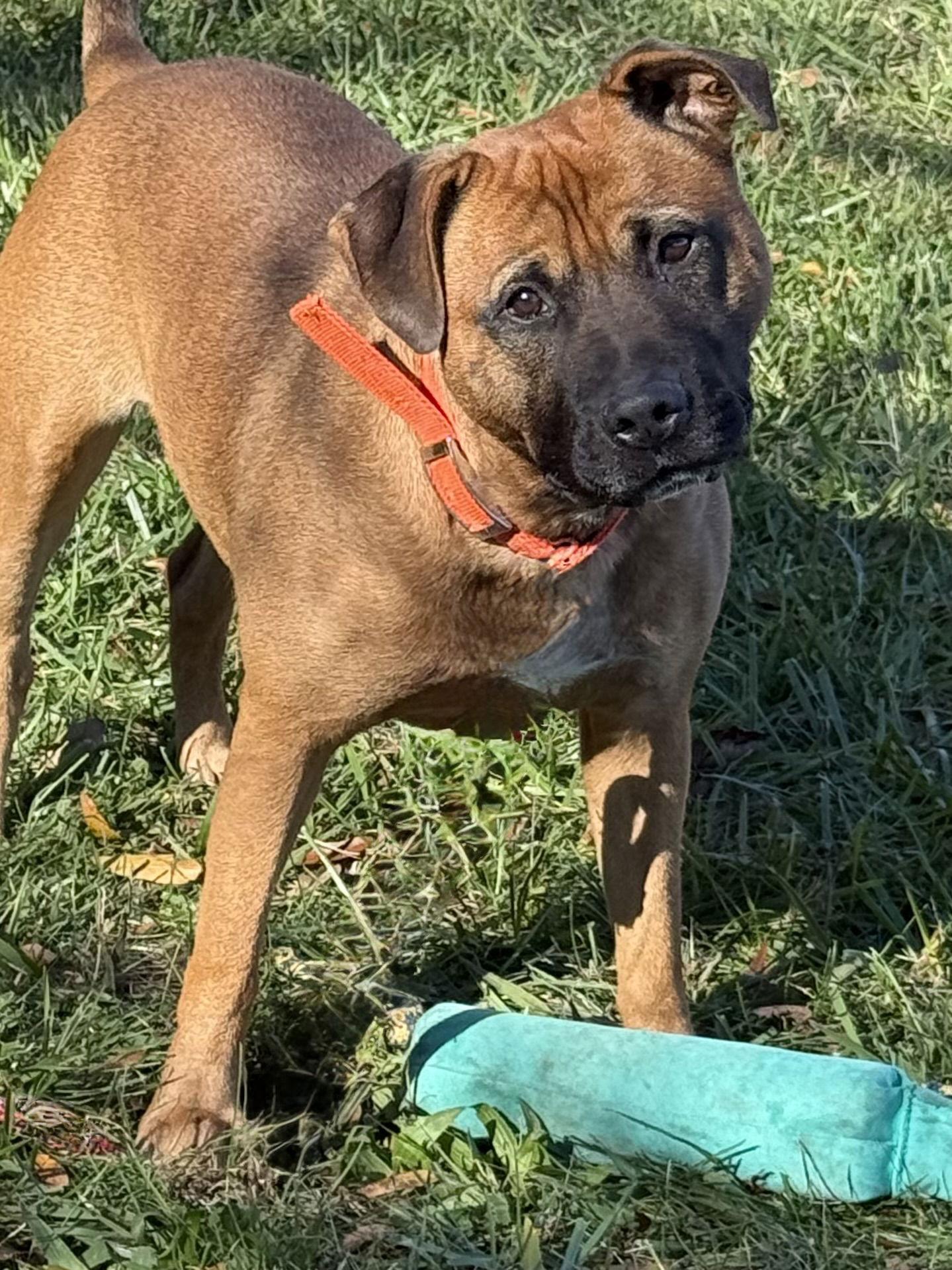 Charlie, Adopted, Adult Male Pit Bull Terrier & Boxer.