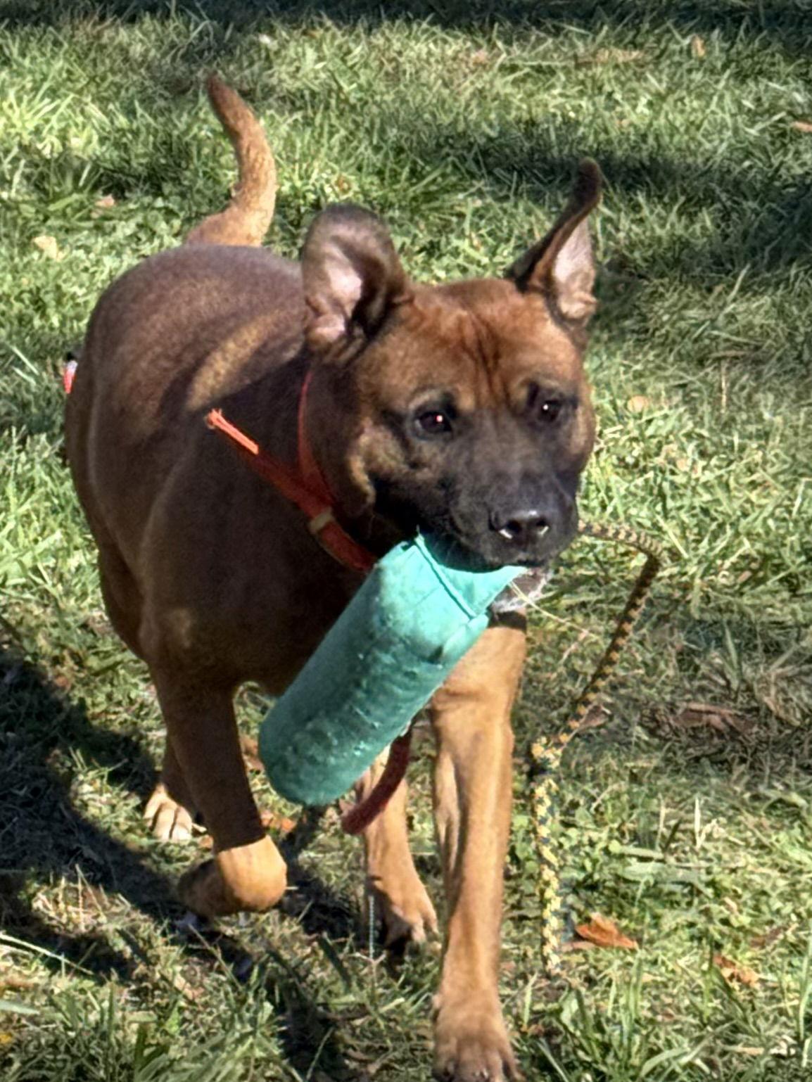 Charlie, a Adopted mixed breed image 2/3