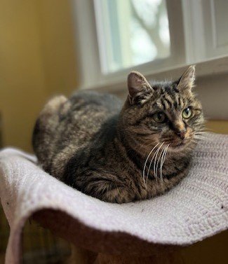 Mariah, an adoptable Tabby in Rochester, NY_image-1