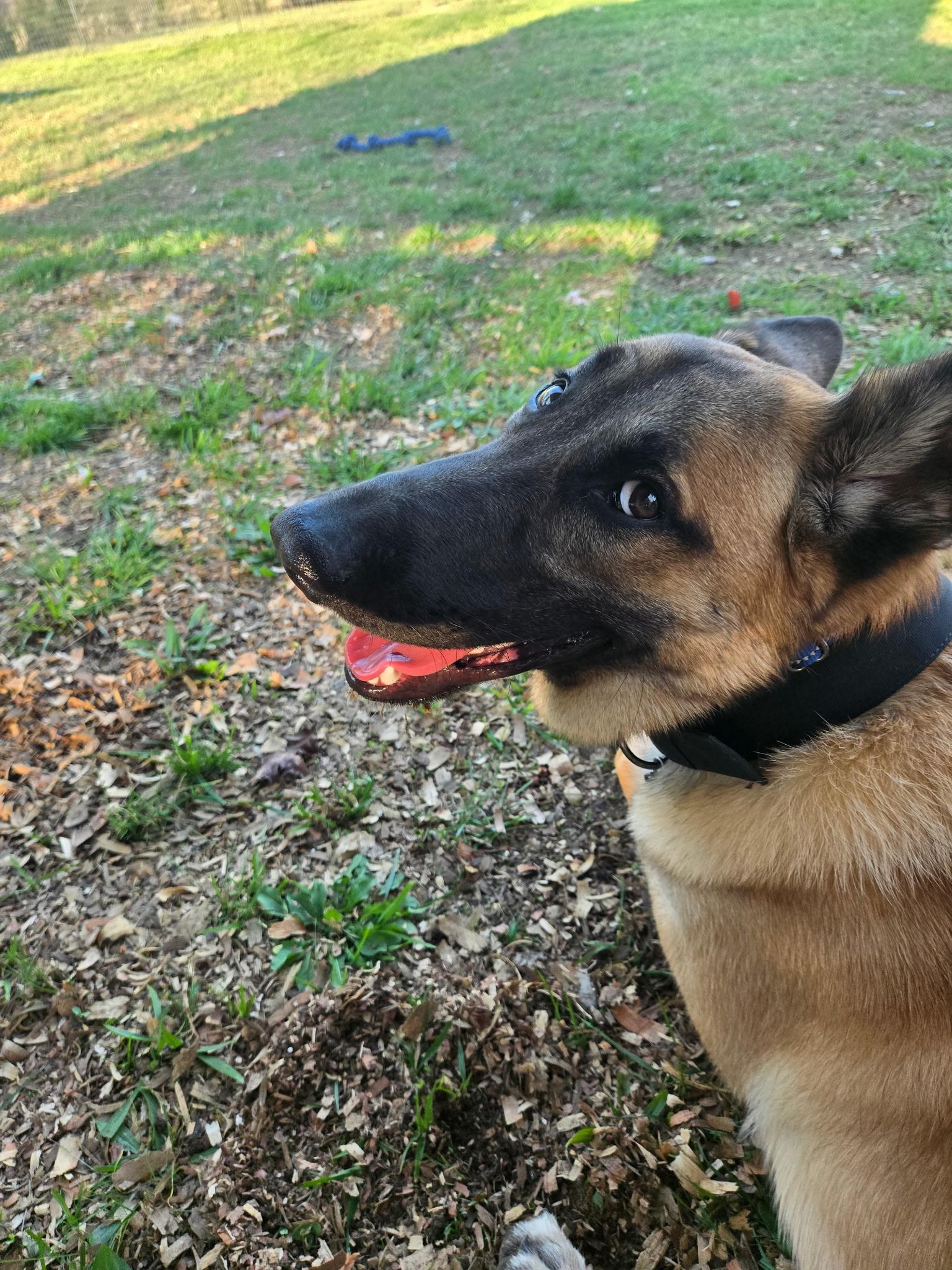 Enlarge Andretti, an adoptable mixed breed in Rome, GA image 3/3