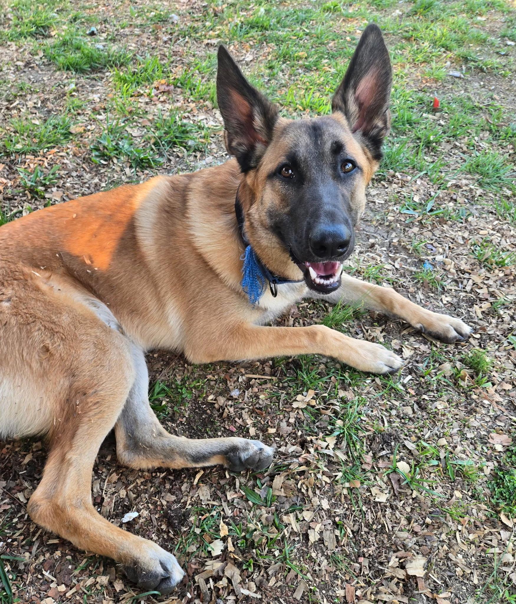 Andretti, adoptable, Young Male German Shepherd Dog & Belgian Shepherd / Malinois.