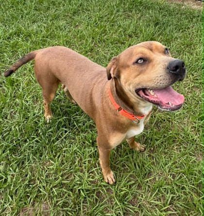 Poker Chip, a ADOPTABLE mixed breed in Inverness, FL image 2/3