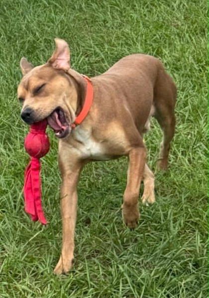Poker Chip, a ADOPTABLE mixed breed in Inverness, FL image 3/3