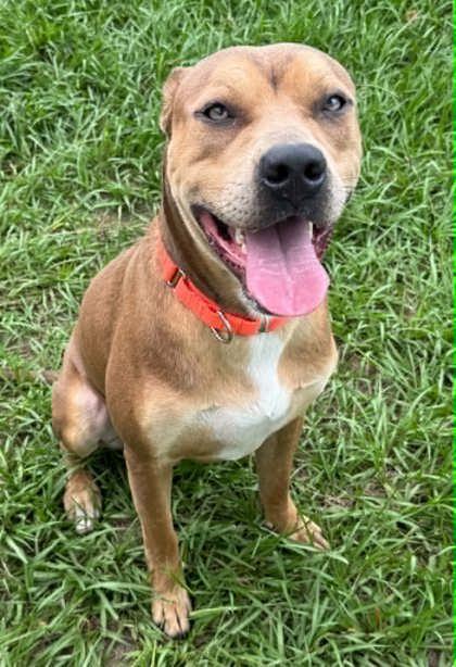 Poker Chip, a ADOPTABLE mixed breed in Inverness, FL image 1/3