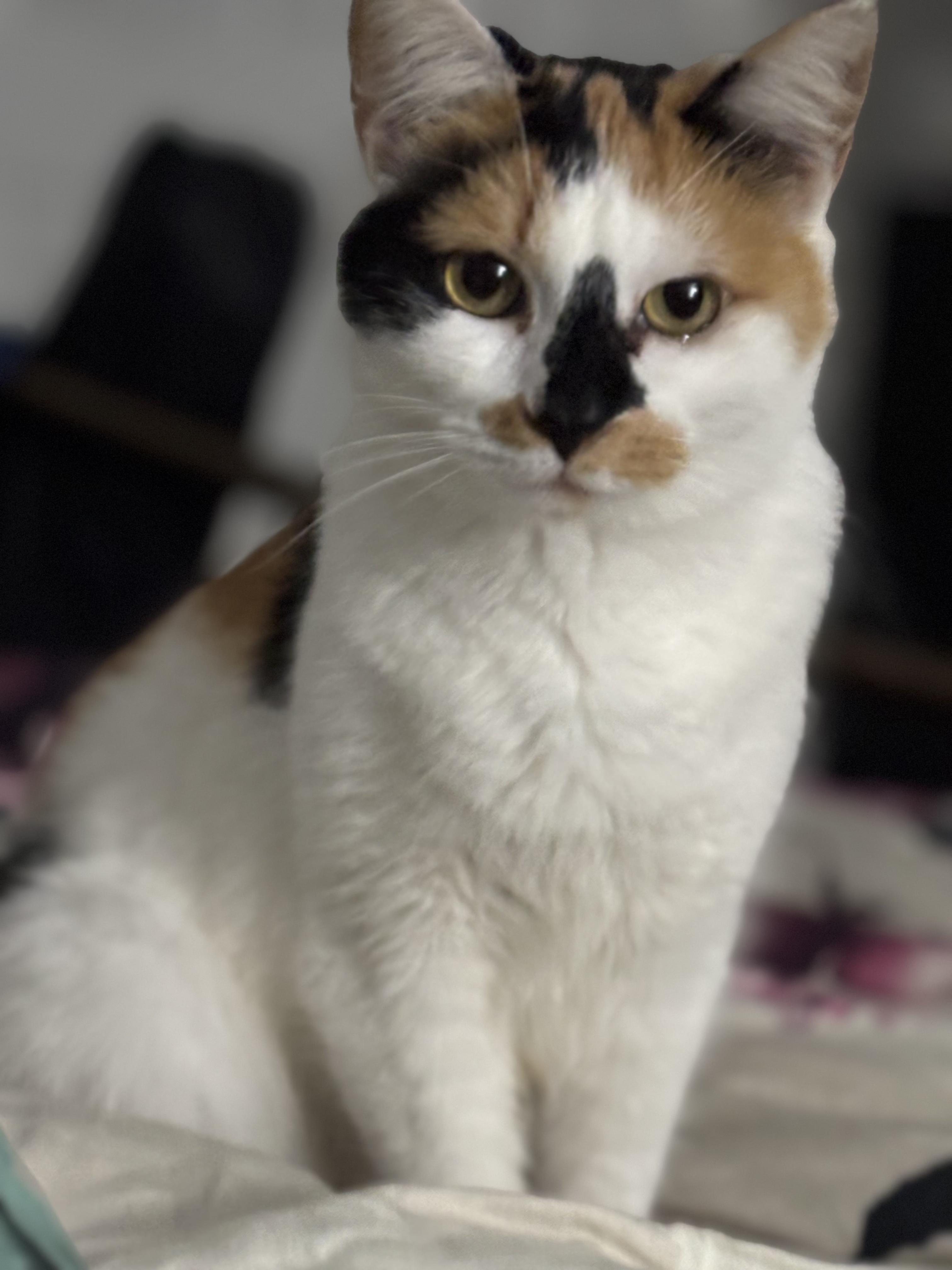 Fazoli, adopted, Young Female Domestic Short Hair.