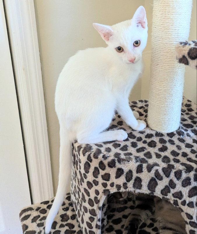 Brioche, Adopted, Young Female Domestic Short Hair.