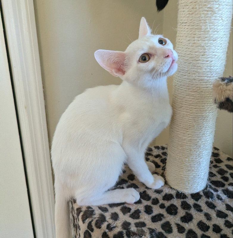 Brioche, a Adopted Domestic Short Hair in Ocala, FL image 2/3